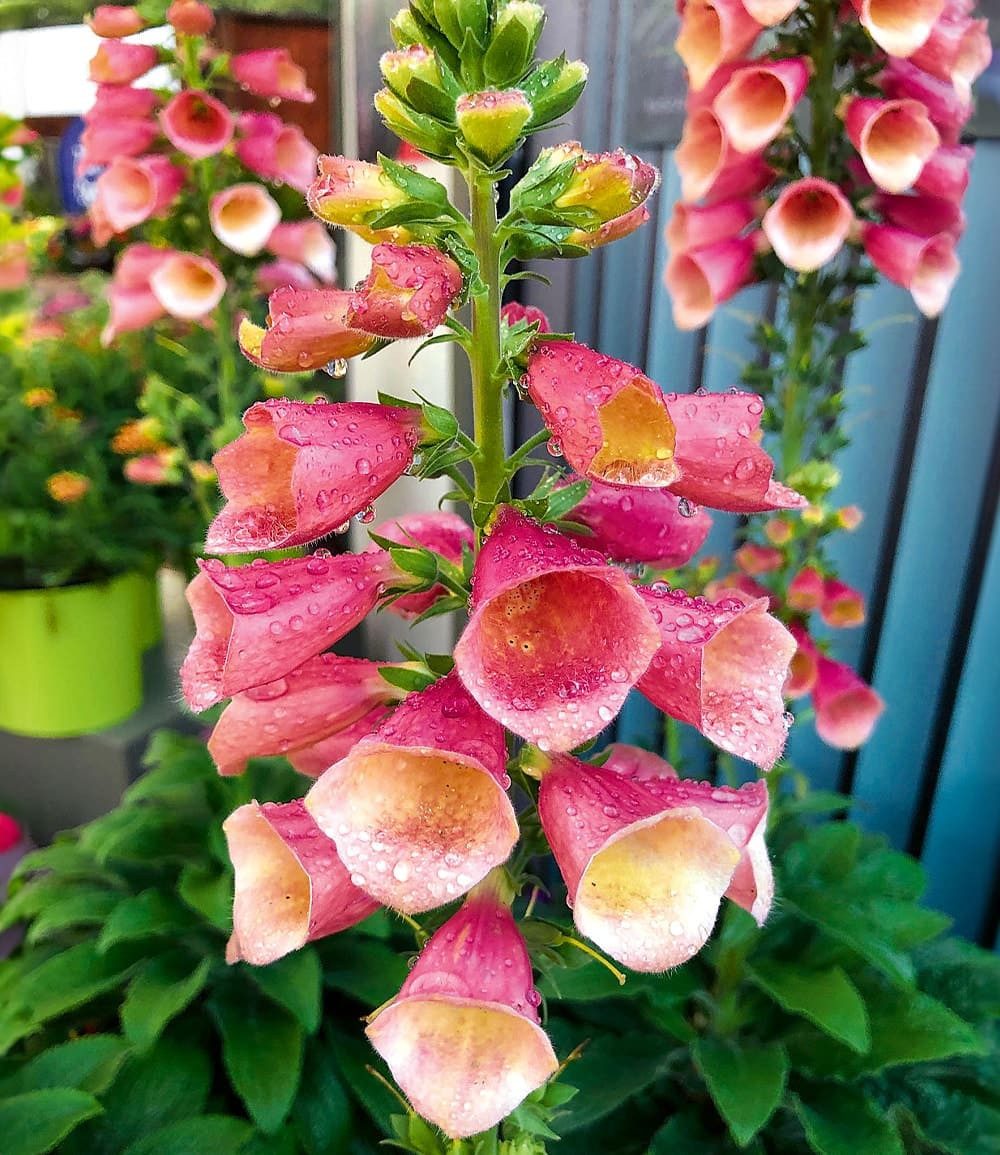 BALDUR Garten Staude Digitalis 'Arctic Fox®', 1 St., Blütenrispen, winterhart, mehrjährig, pflegeleicht