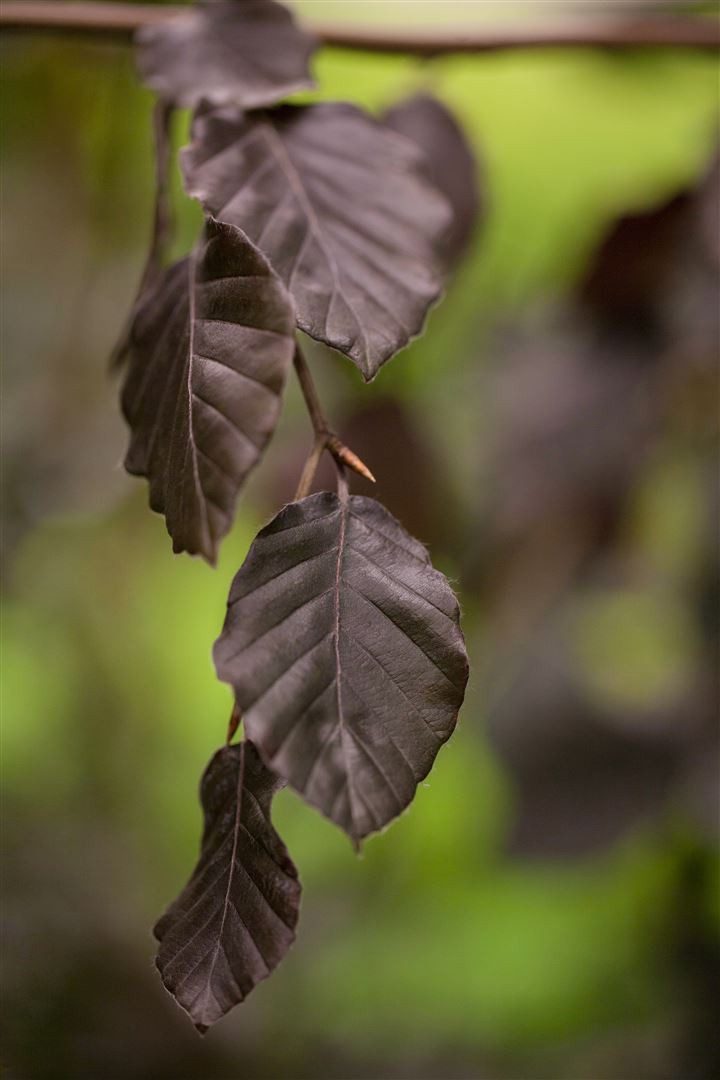 Pflanzen für Dich Hecken Fagus sylvatica Purple Fountain, 1 St., Rotbuche, Blutbuche, dunkelrot, hängender Wuchs