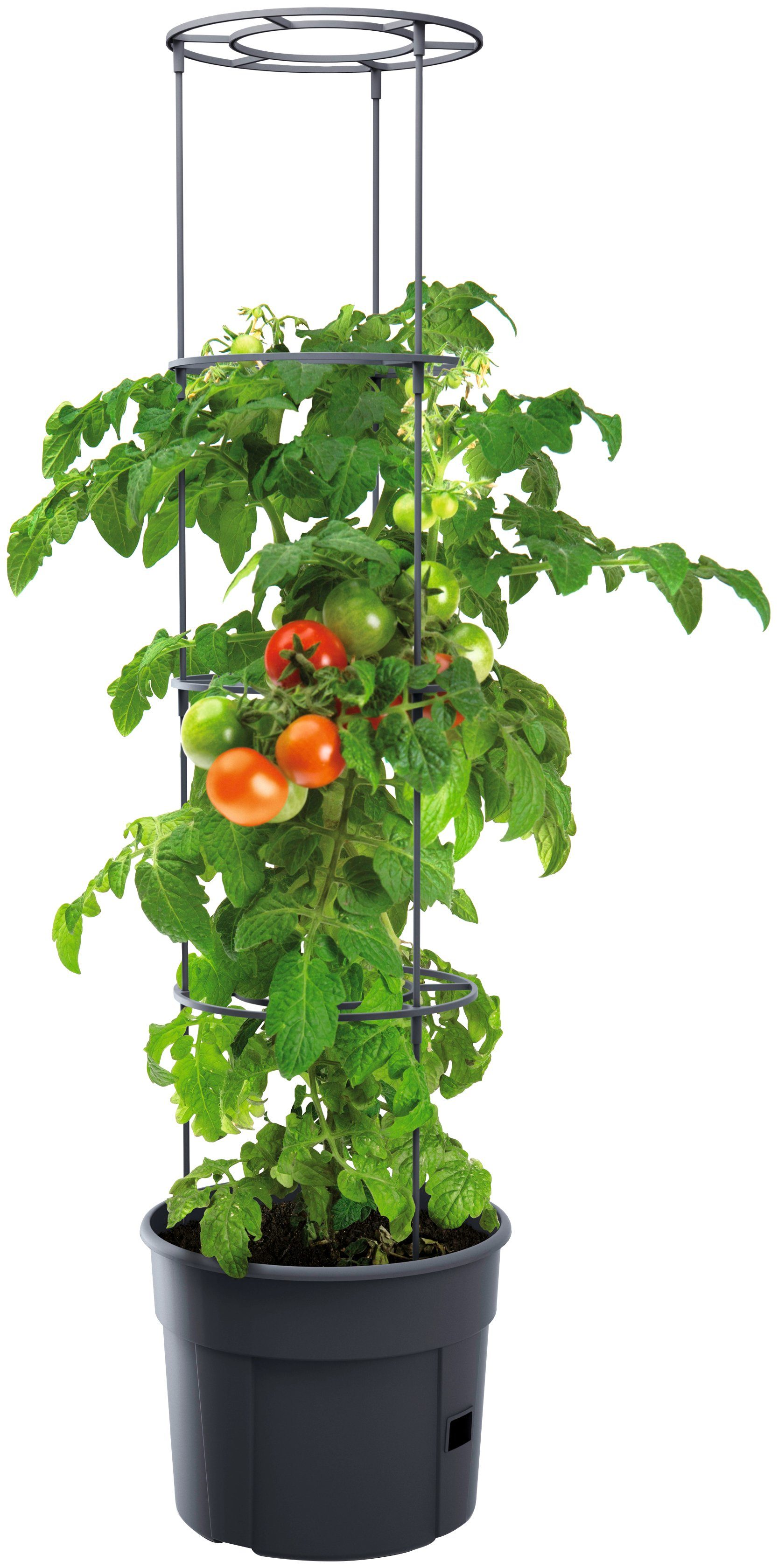 cm, Tomato ØxH: Prosperplast Growe, Anzuchttopf 39,2x31,6 21-teilig