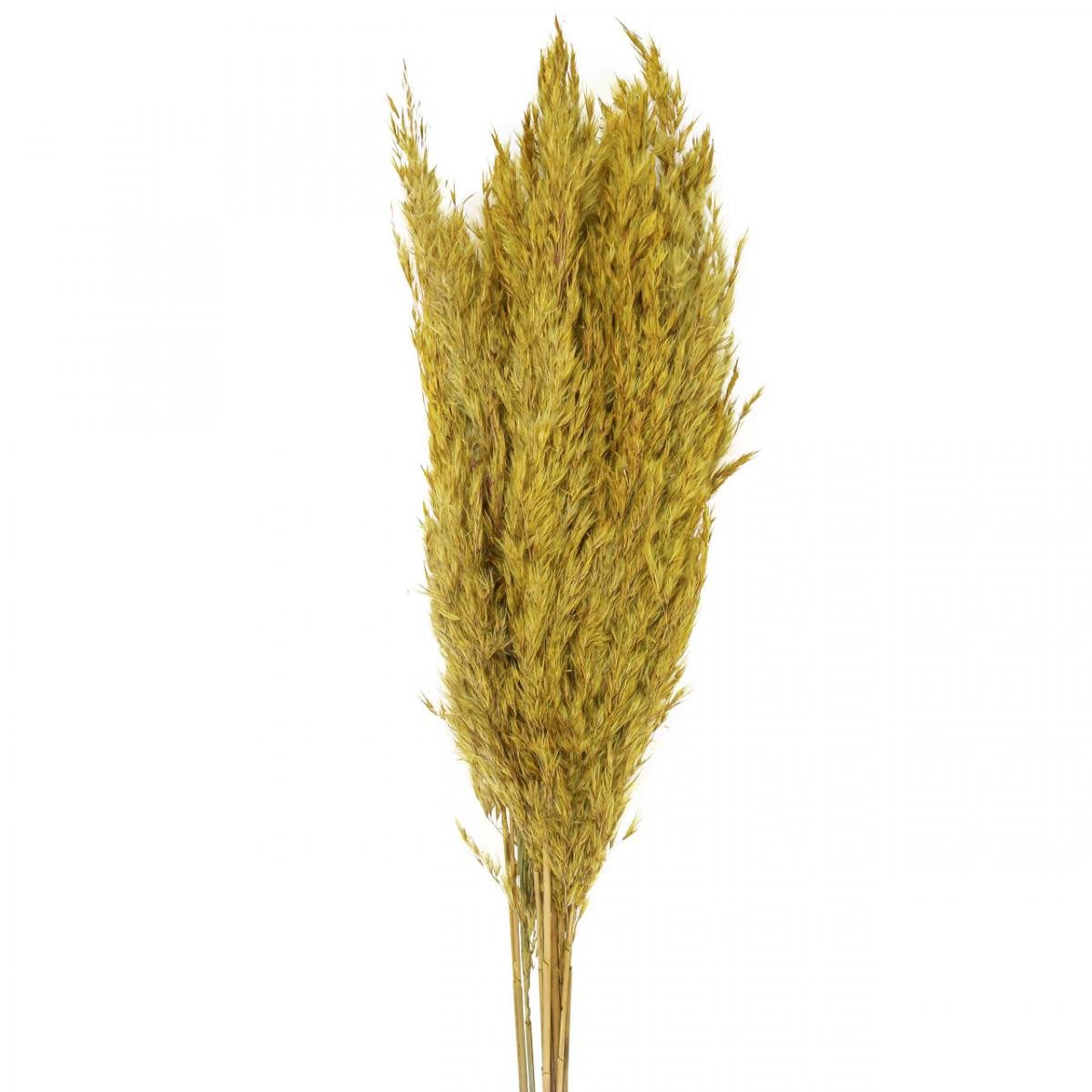 Trockenblume Trockenblumen Dekogras für elegante Raumdekoration, Viana, Höhe 75 cm