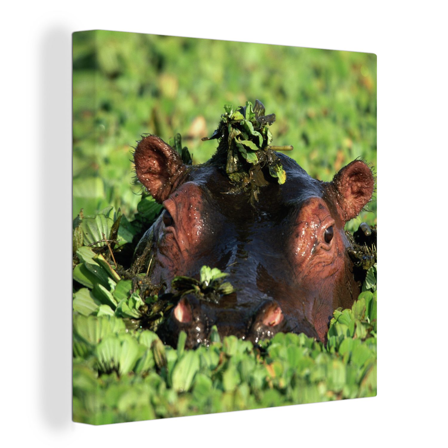 OneMillionCanvasses® Leinwandbild Nilpferd - Wasser - Pflanzen, (1 St), Leinwand Bilder für Wohnzimmer Schlafzimmer