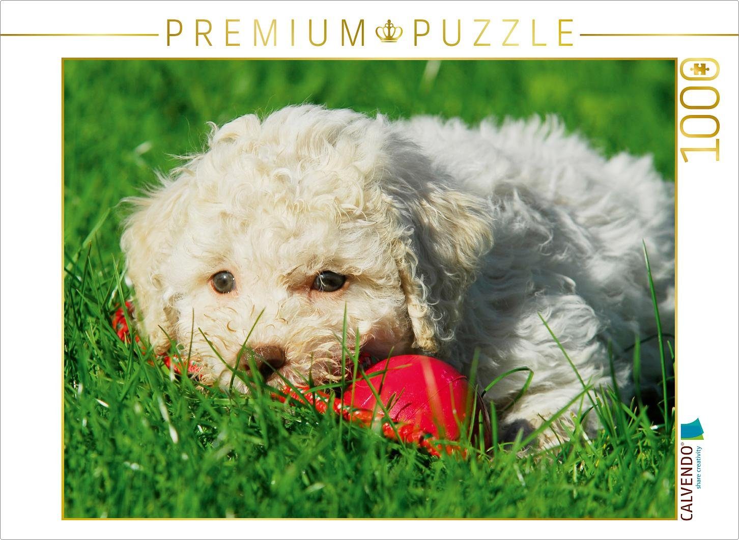 CALVENDO Puzzle CALVENDO Puzzle Lagotto Romagnolo - Italienischer Trüffelhund - Spiel macht kleine Welpen müde 1000 Teile Lege-Größe 64 x 48 cm Foto-Puzzle Bild von SiSta-Tierfoto, 1000 Puzzleteile