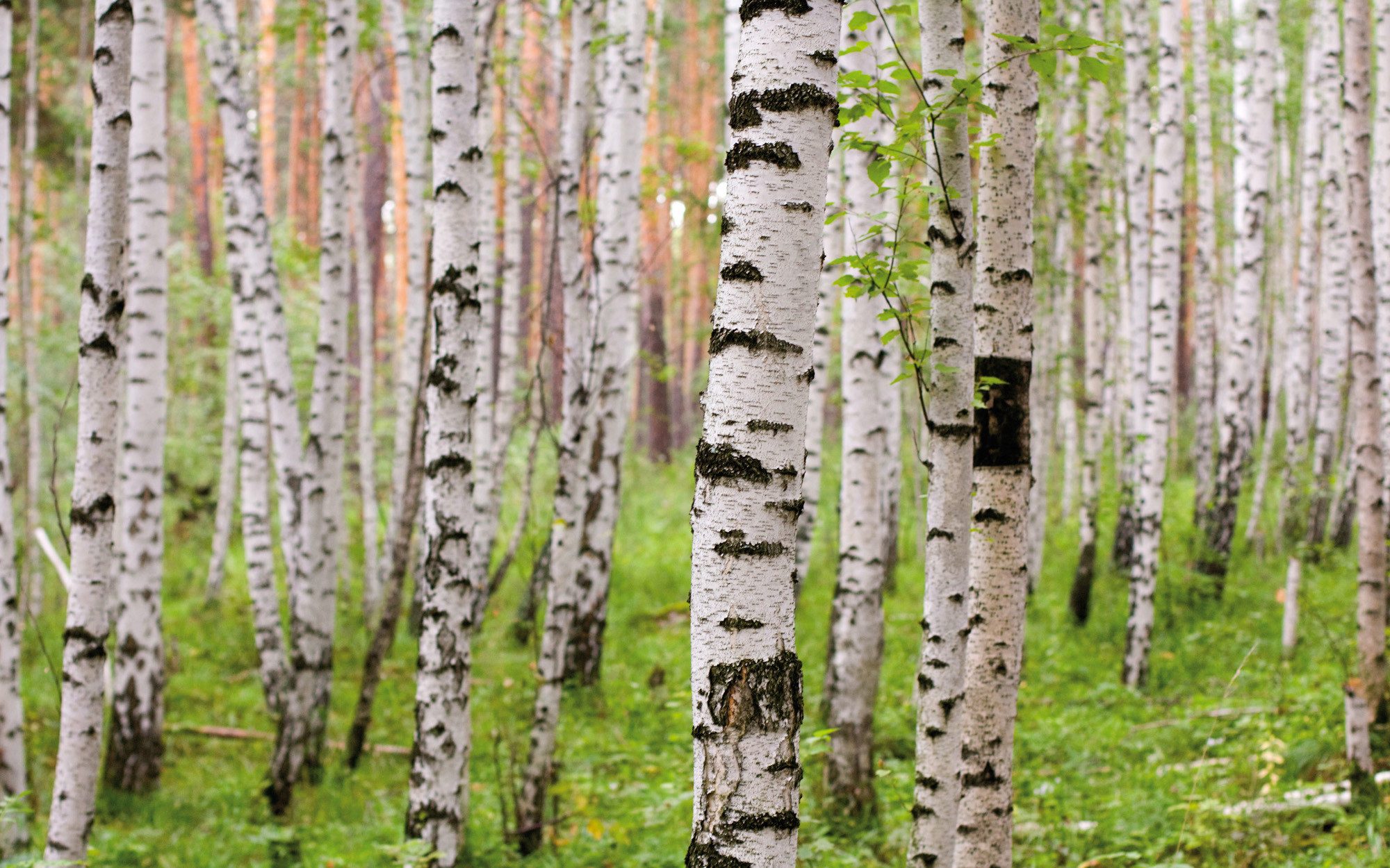 Rasch Fototapete Wald - 2,65m x 4,24m, strukturiert, Bäume, Wald, (1 St), Birken
