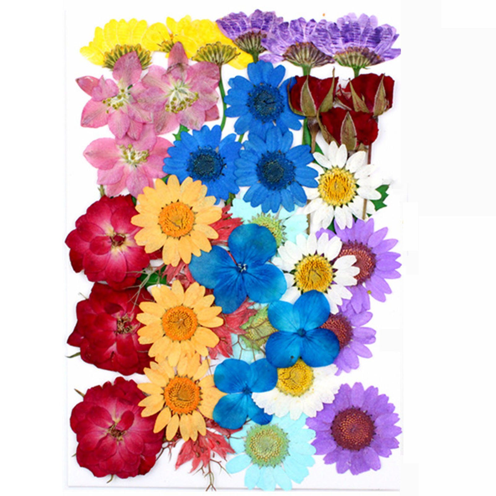 Trockenblume Trockenblumen-Material-Set, Pflanzen, Gepresste gorgeousH Modische Blusmart, Blumen, Trockenblume DIY