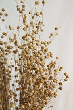 Trockenblume getrockneter Flachs in cremeweiß oder natur Trockenblumen, Vasenglück