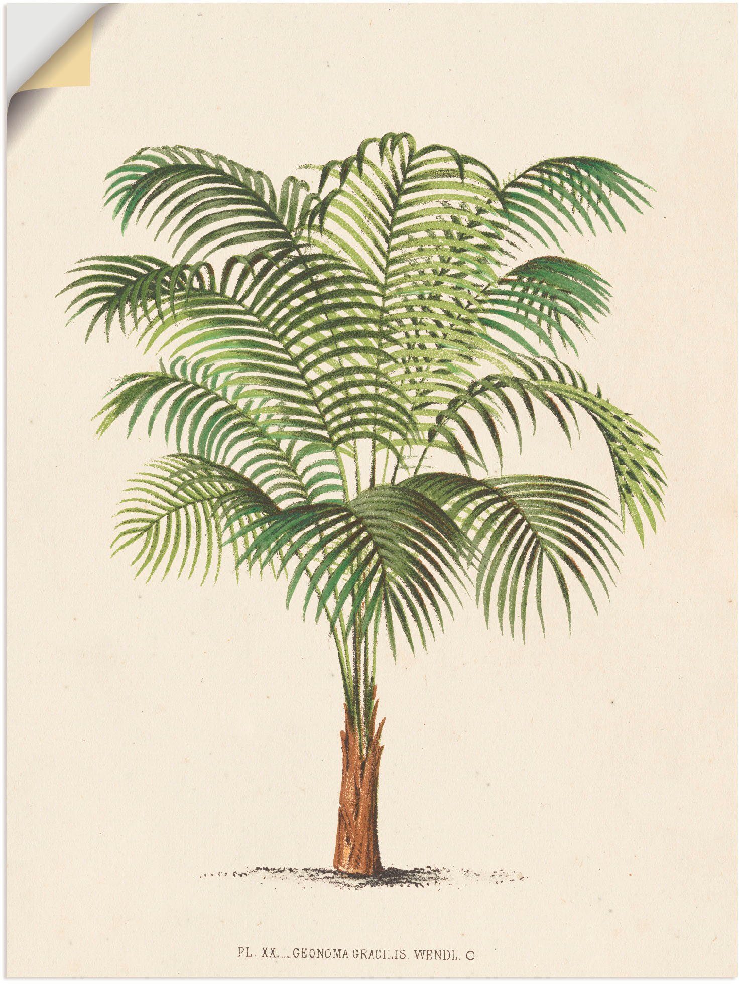 Artland Wandbild Palme II, Wandaufkleber Poster oder Pflanzen Größen Alubild, als versch. Leinwandbild, (1 in St)