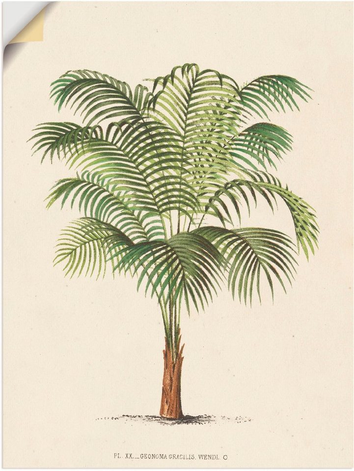 Artland Wandbild Palme II, Pflanzen (1 St), als Leinwandbild, Poster,  Wandaufkleber in verschied. Größen