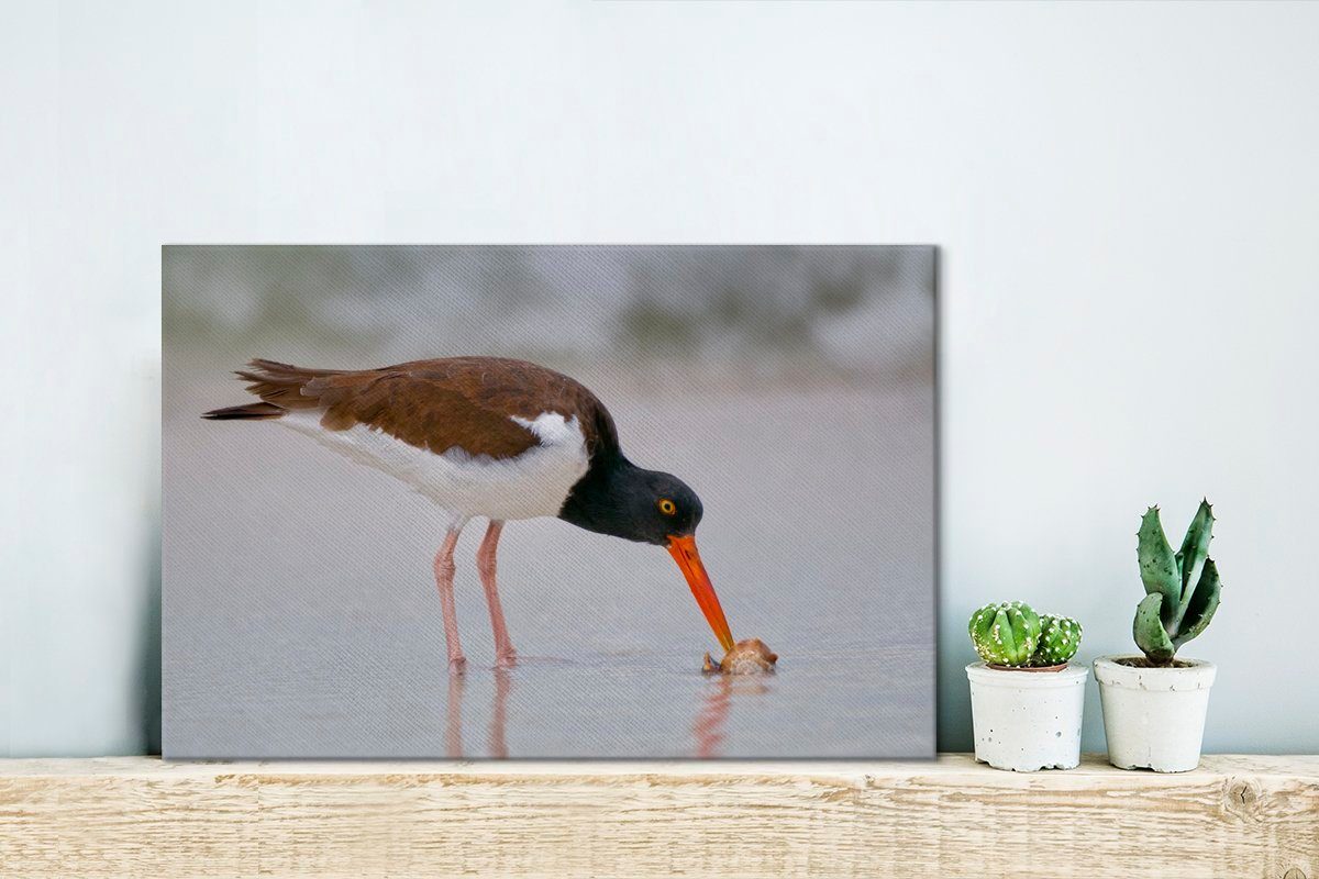 St), Strandnähe, Amerikanischer Leinwandbilder, cm OneMillionCanvasses® 30x20 Aufhängefertig, Nahrungssuche Wandbild auf in Leinwandbild Wanddeko, (1 Austernfischer