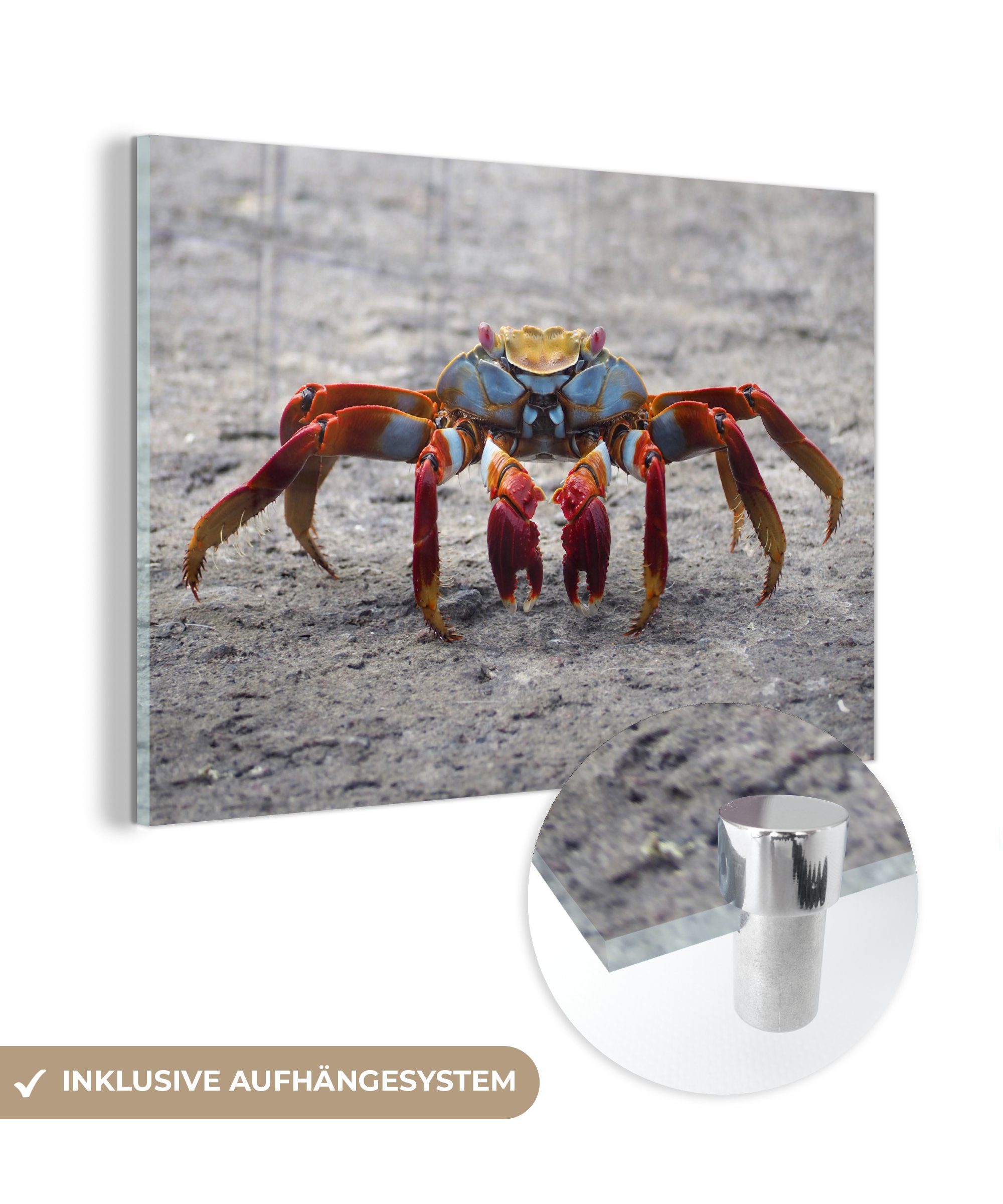 MuchoWow Acrylglasbild Strand - Tiere - Krabbe, (1 St), Acrylglasbilder Wohnzimmer & Schlafzimmer