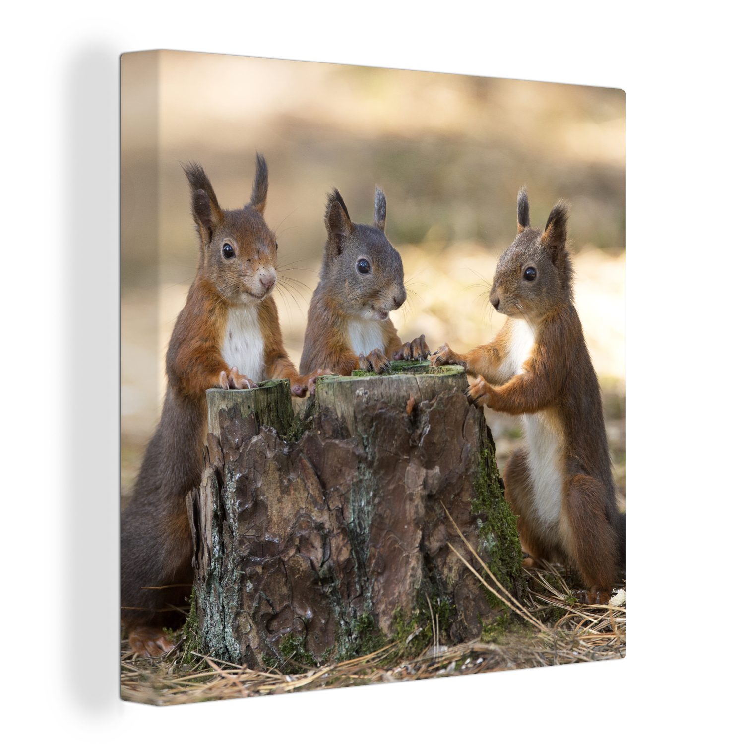OneMillionCanvasses® Leinwandbild Drei Eichhörnchen um abgehackten Baum, (1 St), Leinwand Bilder für Wohnzimmer Schlafzimmer