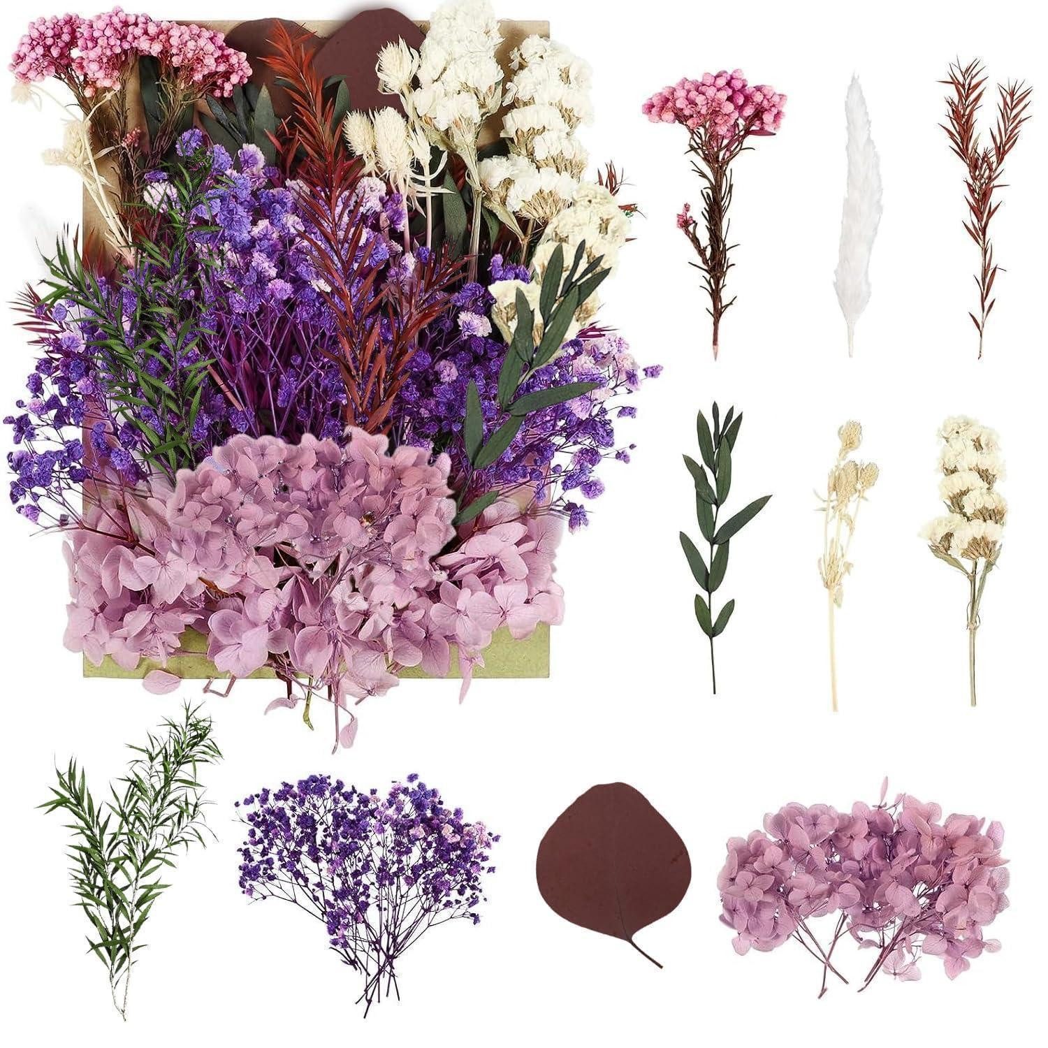 Trockenblume Getrocknete Blumen Violett, Bastel, Deko, LuxusKollektion, Höhe 1 cm