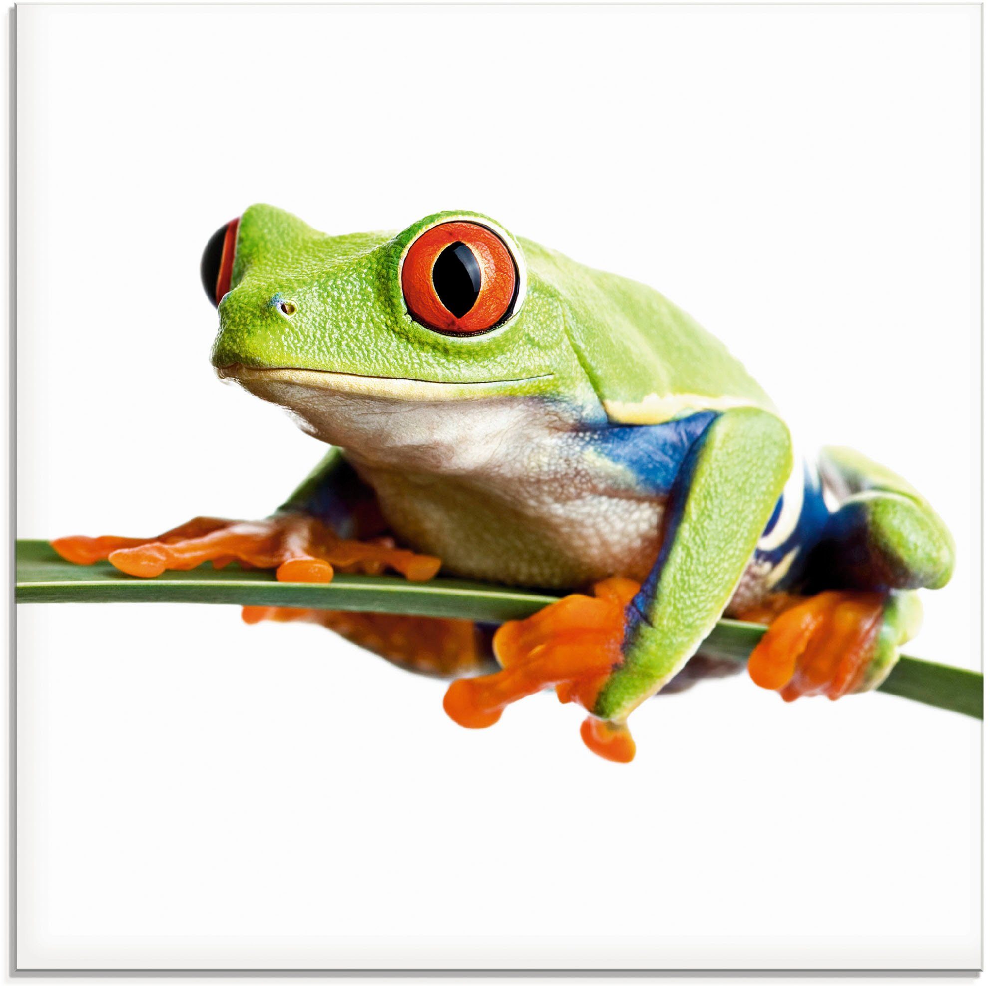 Artland Glasbild Frosch auf einem Blatt, Wassertiere (1 St), in verschiedenen Größen