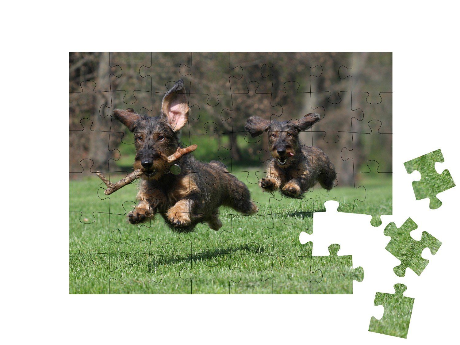 48 Zwei puzzleYOU-Kollektionen Hunde: puzzleYOU Puzzle Drahthaar-Dachshund, Dackel Puzzleteile, Rasse