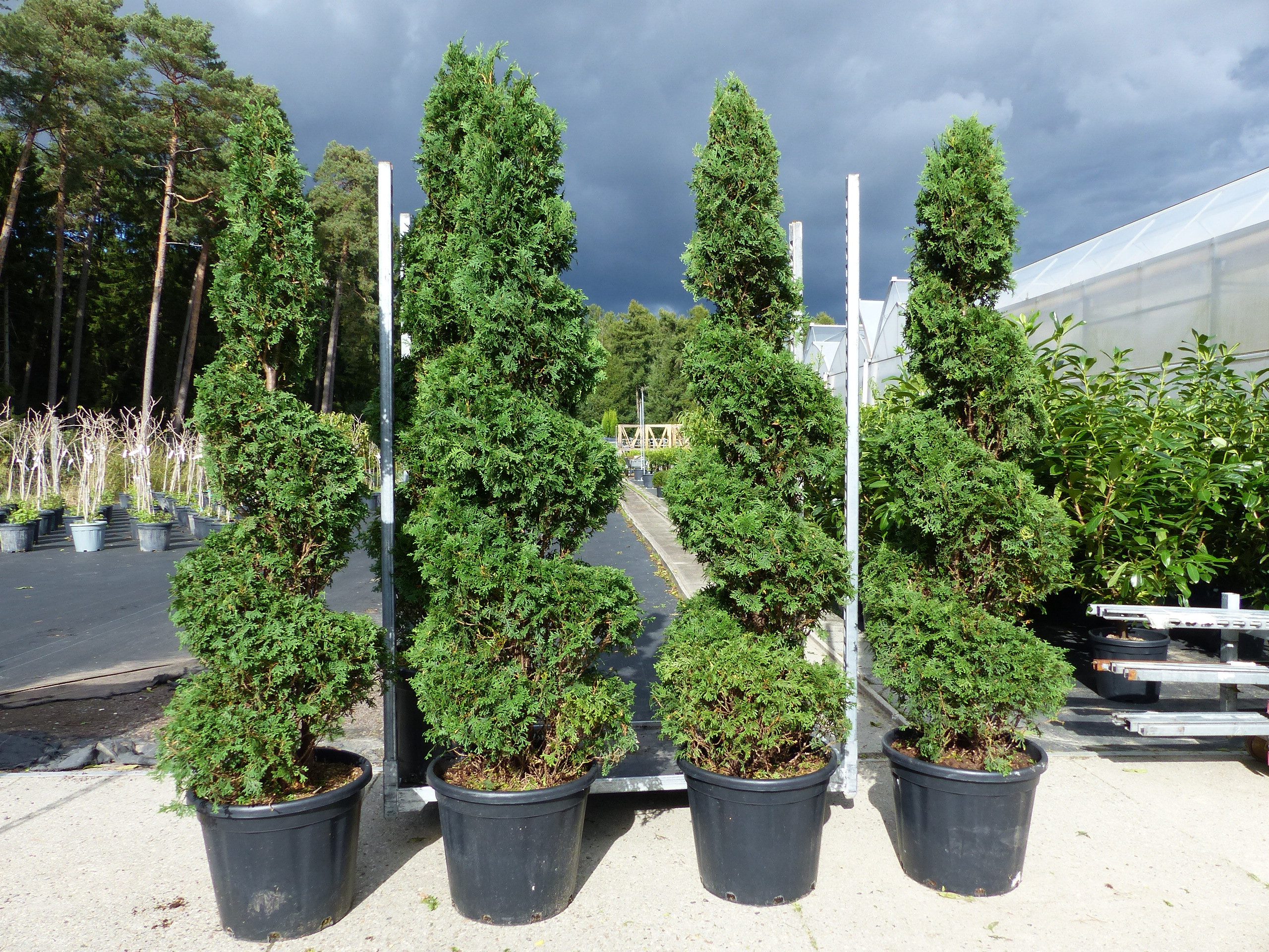 gruenwaren jakubik Hecken