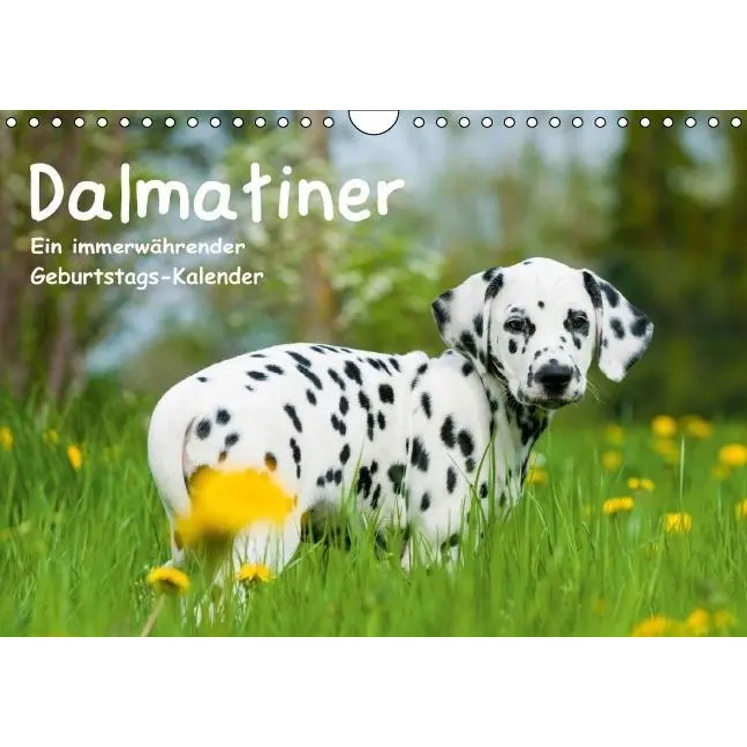 CALVENDO Wandkalender Dalmatiner - Ein immerwährender Geburtstags-Kalender (Wandkalender...