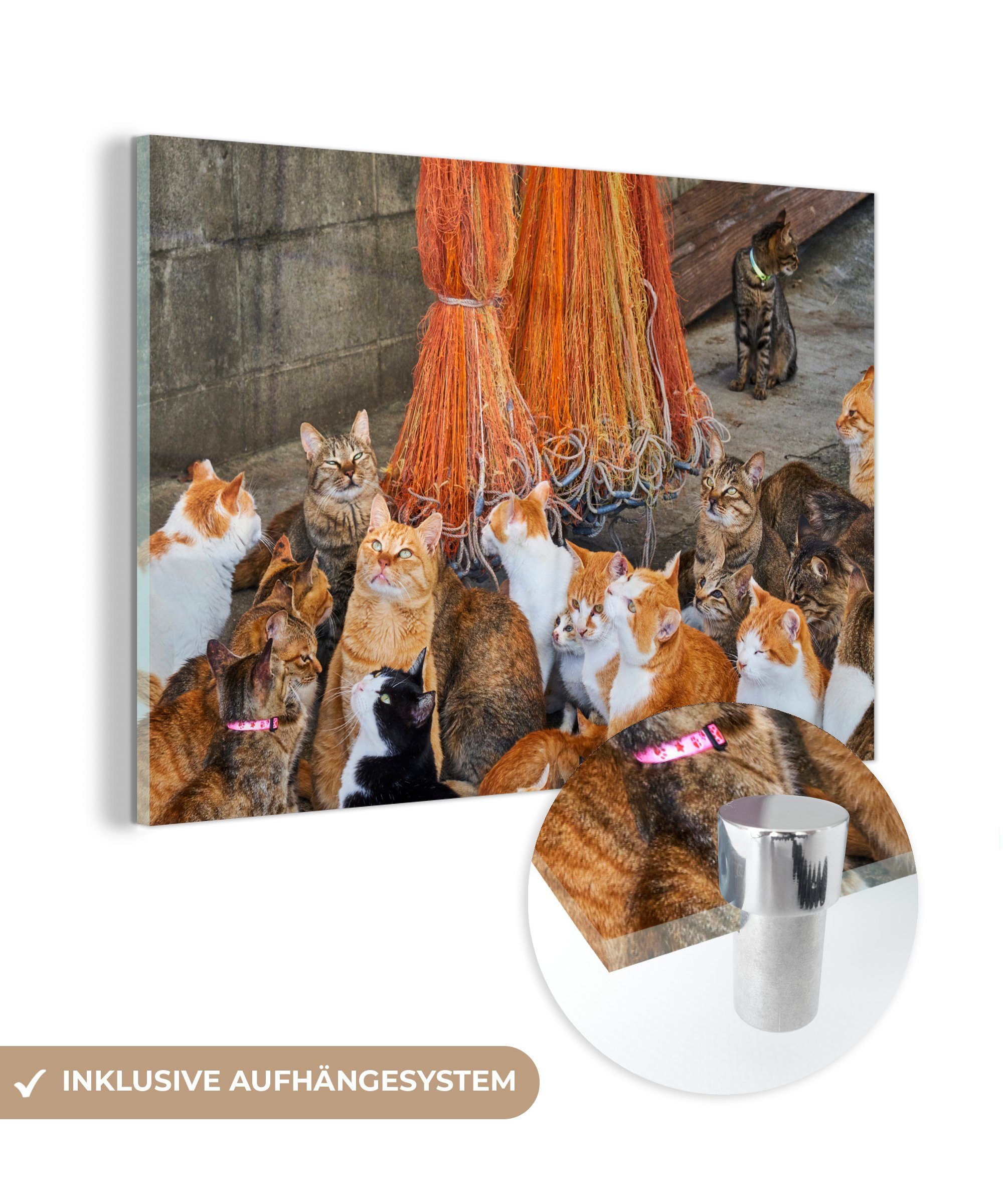 MuchoWow Acrylglasbild Katze - Fischnetz - Boot, (1 St), Acrylglasbilder Wohnzimmer & Schlafzimmer