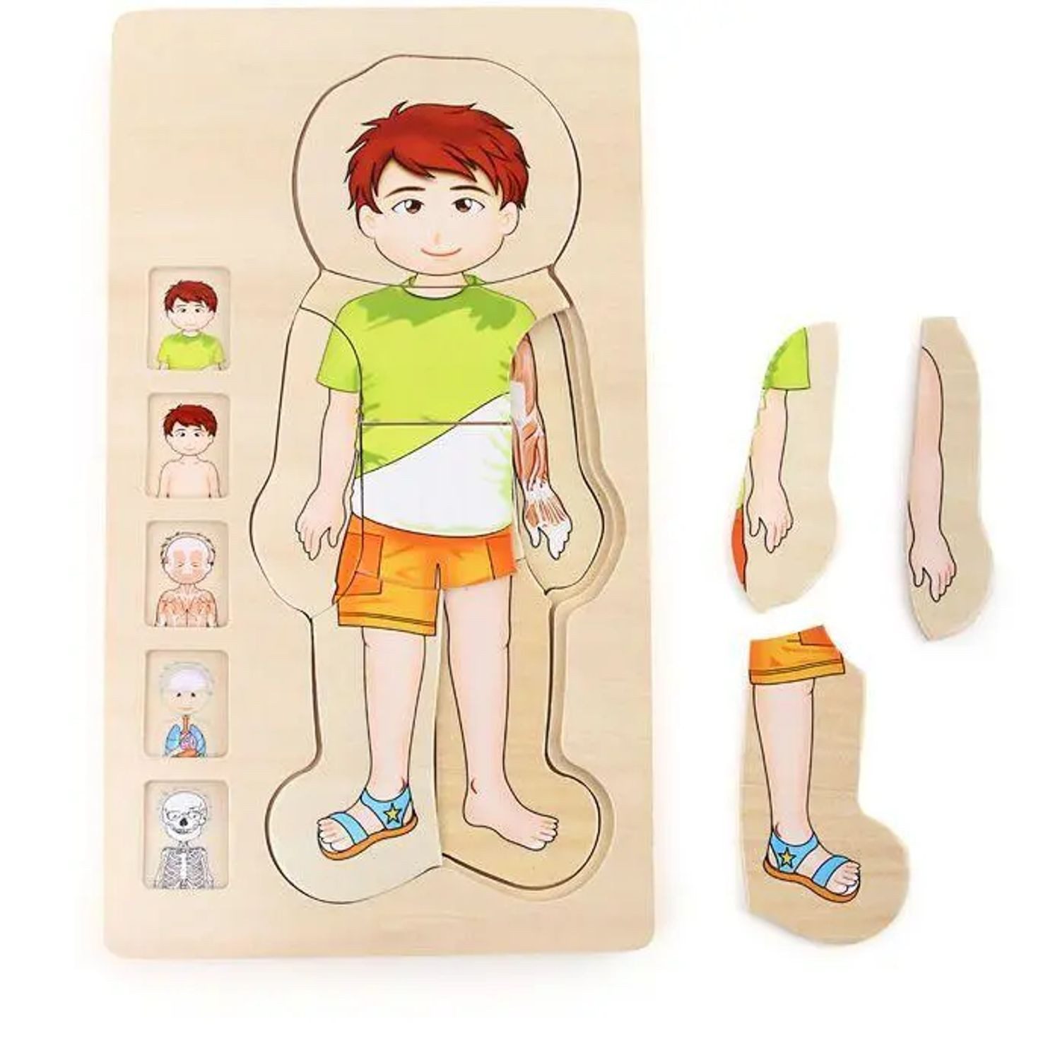 Small Foot Puzzle Schichtenpuzzle Anatomie Junge, Puzzleteile