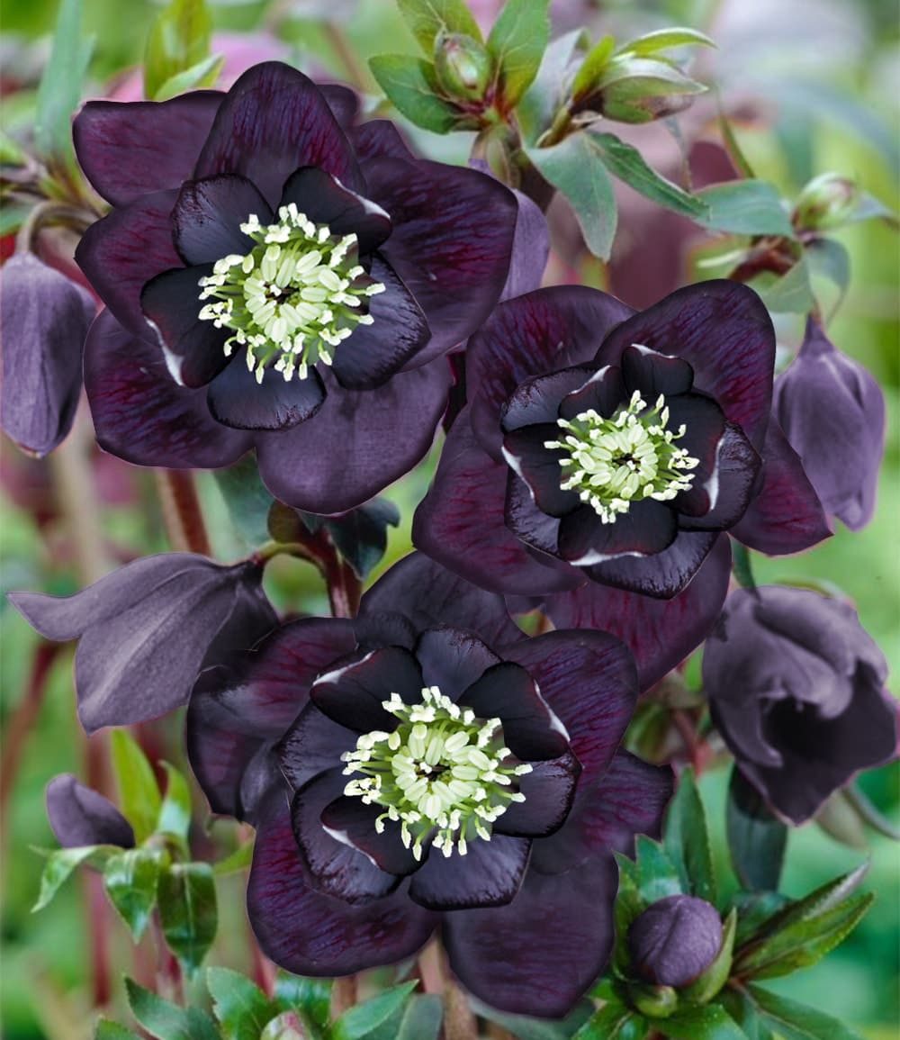 BALDUR Garten Rose Gefüllte Christrose 'Black Swan', 1 St., Weihnachtsschneerose, winterhart, reichblühend, pflegeleicht