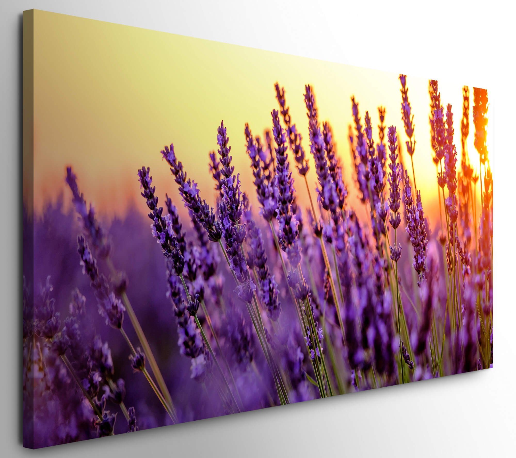 möbel-direkt.de Leinwandbild Bilder XXL Lavendelstengel Wandbild auf 50x100cm Leinwand