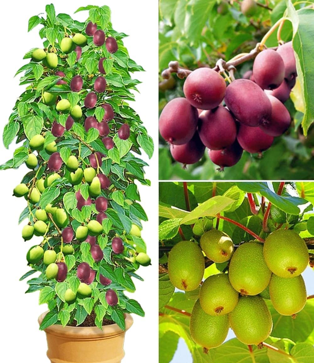 BALDUR Garten Obstpflanze DUO-Kiwi-Turm-Kollektion, 3 St., Strahlengriffel, ertragreich,winterhart, mehrjährig