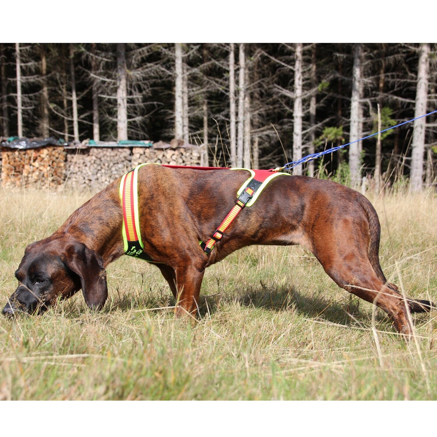 Niggeloh Hunde-Geschirr Hundeführgeschirr FollowTrail günstig online kaufen