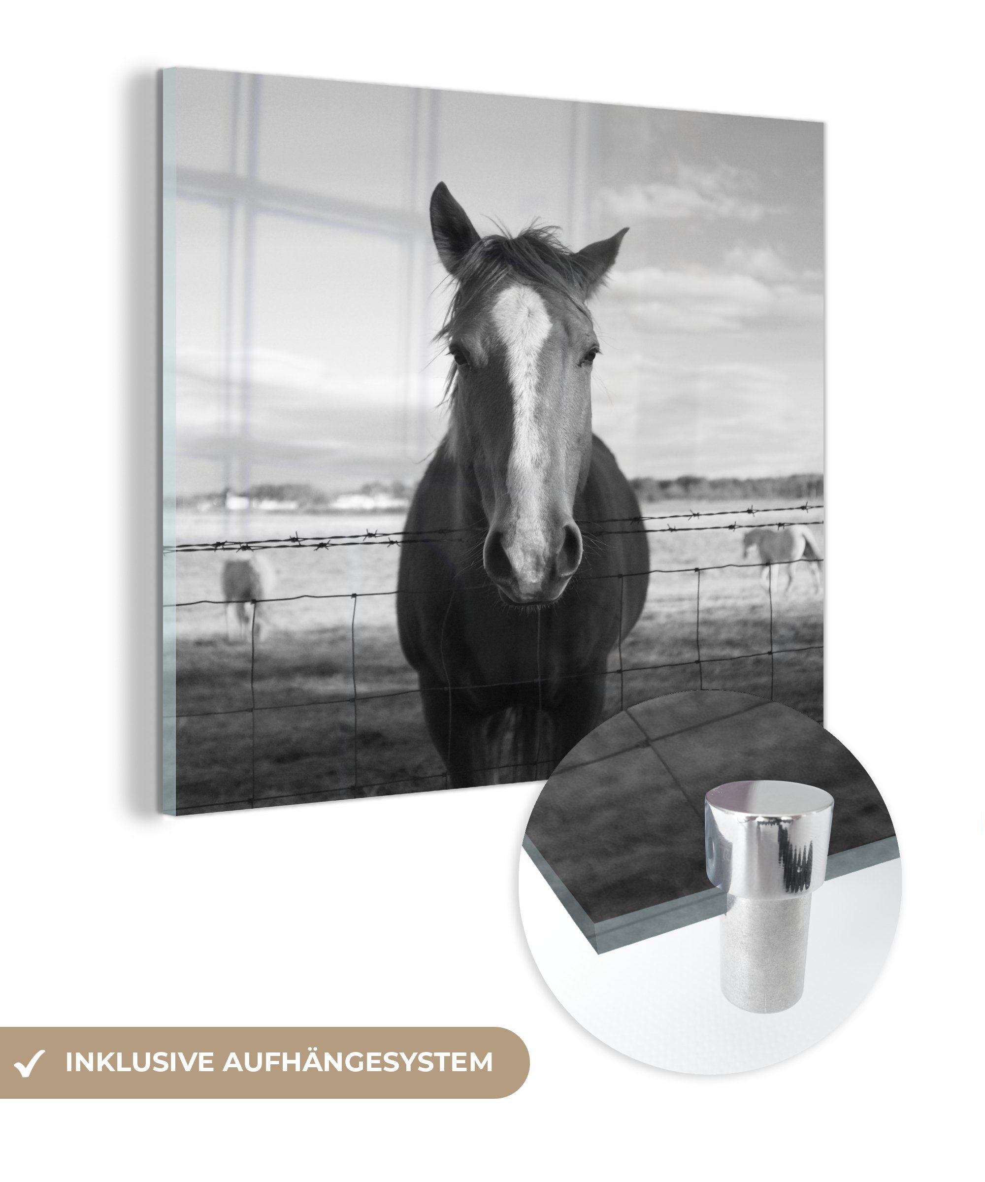 MuchoWow Acrylglasbild Pferd hinter Stacheldraht, (1 St), Glasbilder - Bilder auf Glas Wandbild - Foto auf Glas - Wanddekoration