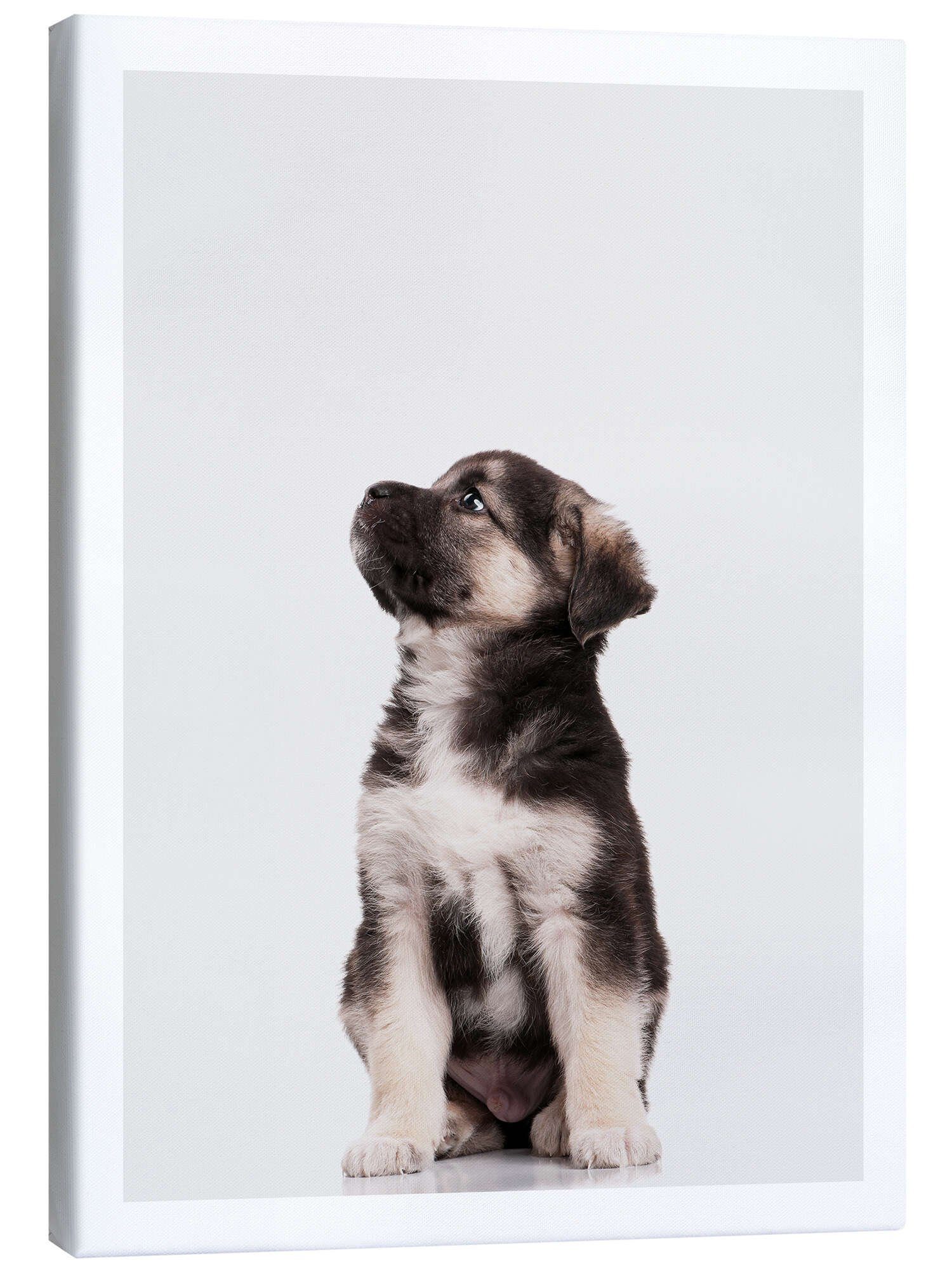 Posterlounge Wandbild Australian Shepherd Welpe I, Animal Kids Collection, erhältlich als Poster, Leinwandbild, Wandsticker oder Acrylglasbild