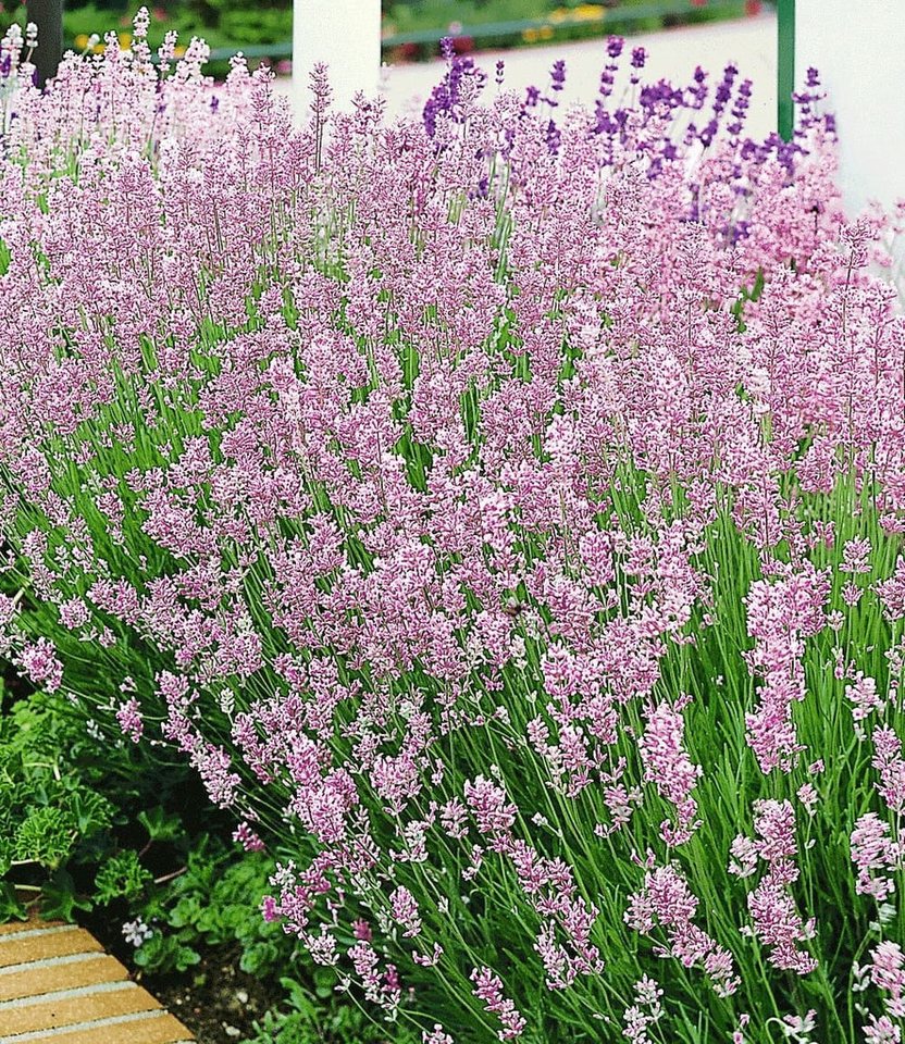 BALDUR Garten Zierstrauch Duft-Lavendel 'Rosa', 3 St., Duftlavendelhecken,winterhart, mehrjährig,duftend