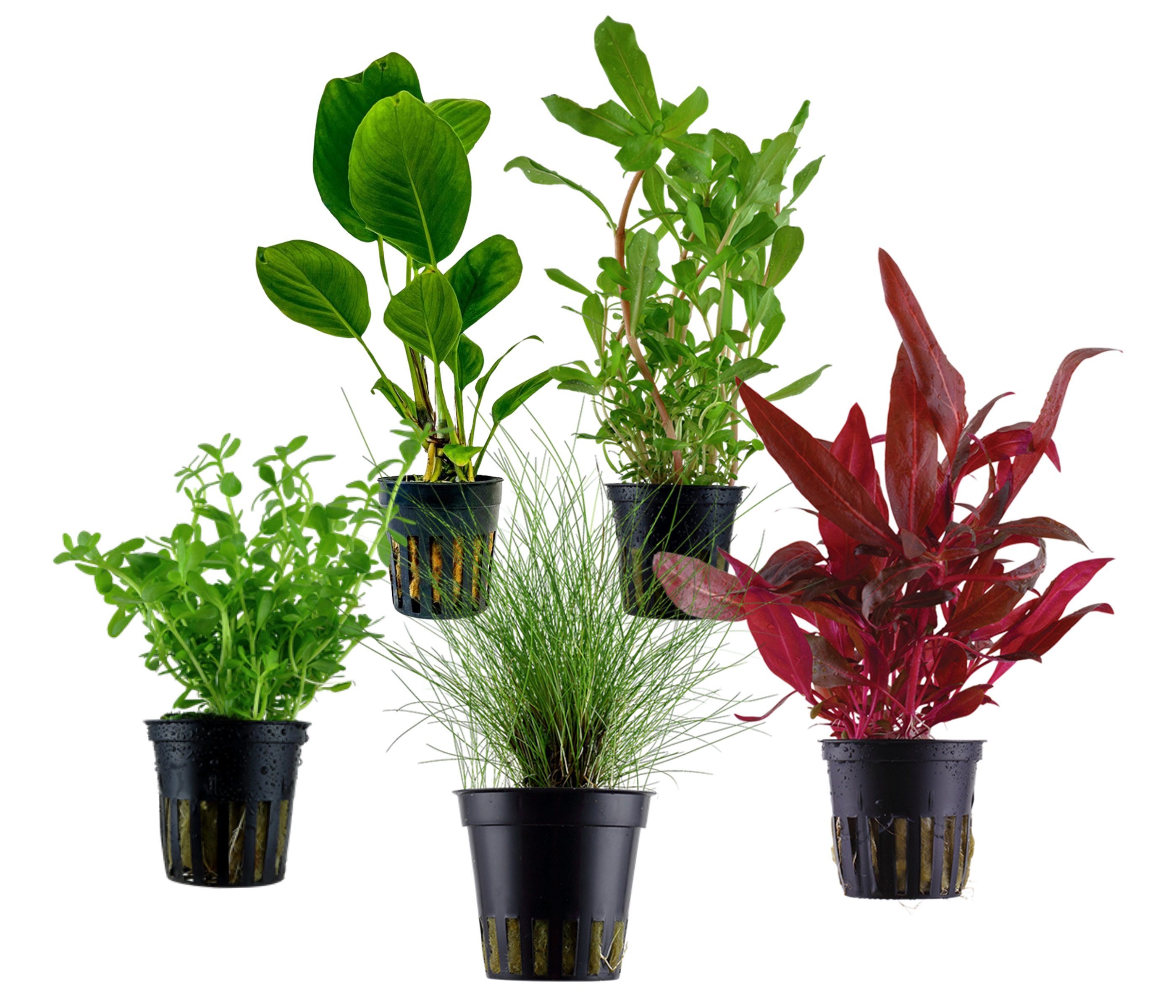 Dehner Wasserpflanze Aquarienpflanzen Set, 5-teilig, Einsteiger 212, je ca. 3-20 cm, robuste Wasserpflanzen für Süßwasser Aquarien