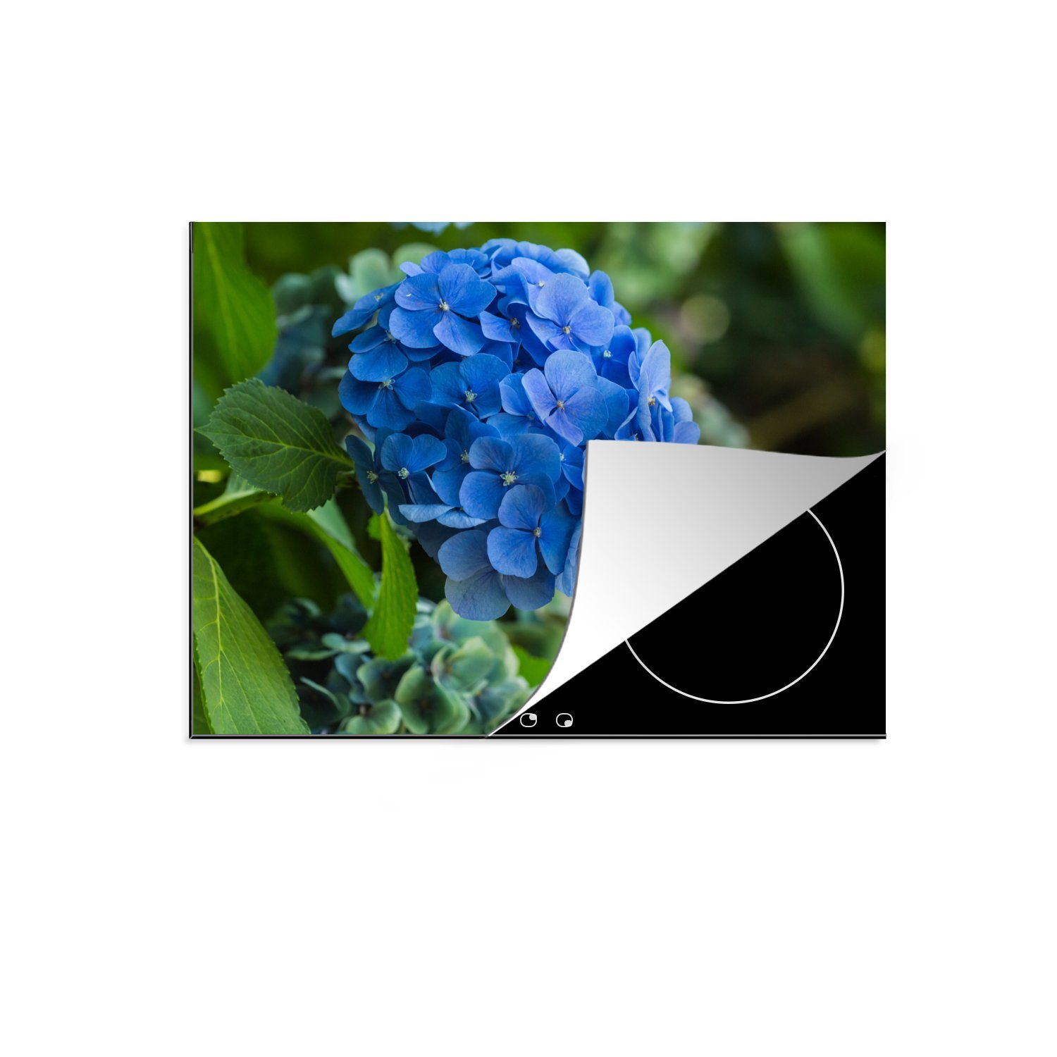 einem cm, MuchoWow die tlg), in Blaue Schutz Garten, 71x52 Induktionskochfeld für Vinyl, Hortensienblüte (1 Herdblende-/Abdeckplatte küche, Ceranfeldabdeckung