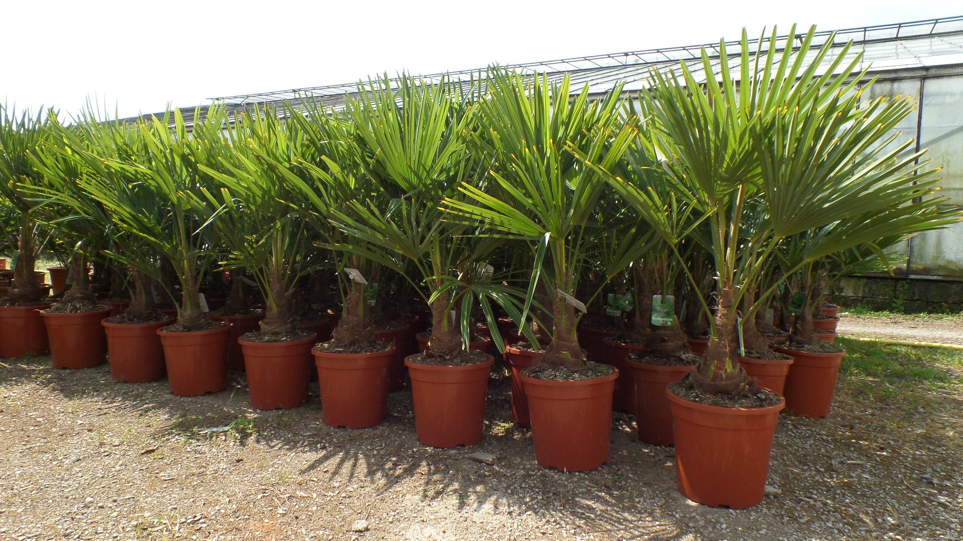 gruenwaren jakubik Baum Palme XL 120-150 cm Trachycarpus fortunei, Hanfpalme, winterhart