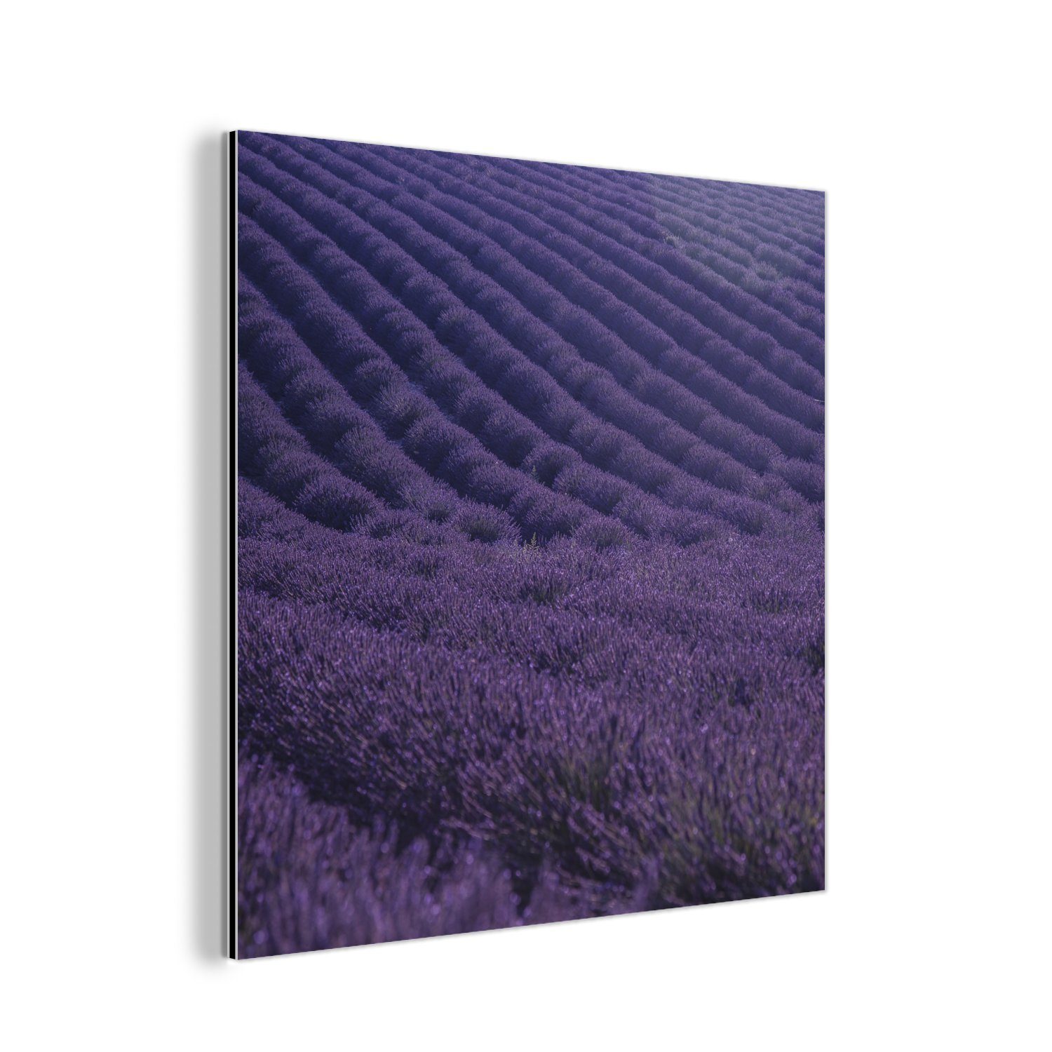 MuchoWow Metallbild deko Alu-Dibond-Druck, St), Aluminium sanften Hügeln, Blühendes Lavendelfeld aus Gemälde auf (1 Metall