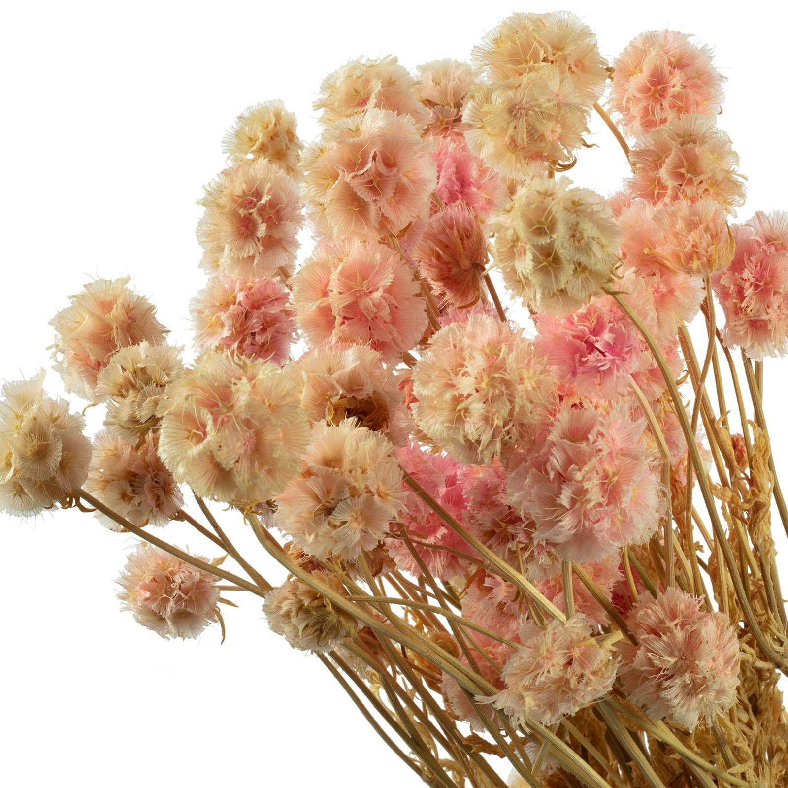 Trockenblume Skabiose Kugel mit 70 Vosteen - - hellrosa, cm - ca. ca. 25 Stiel Länge Blüten