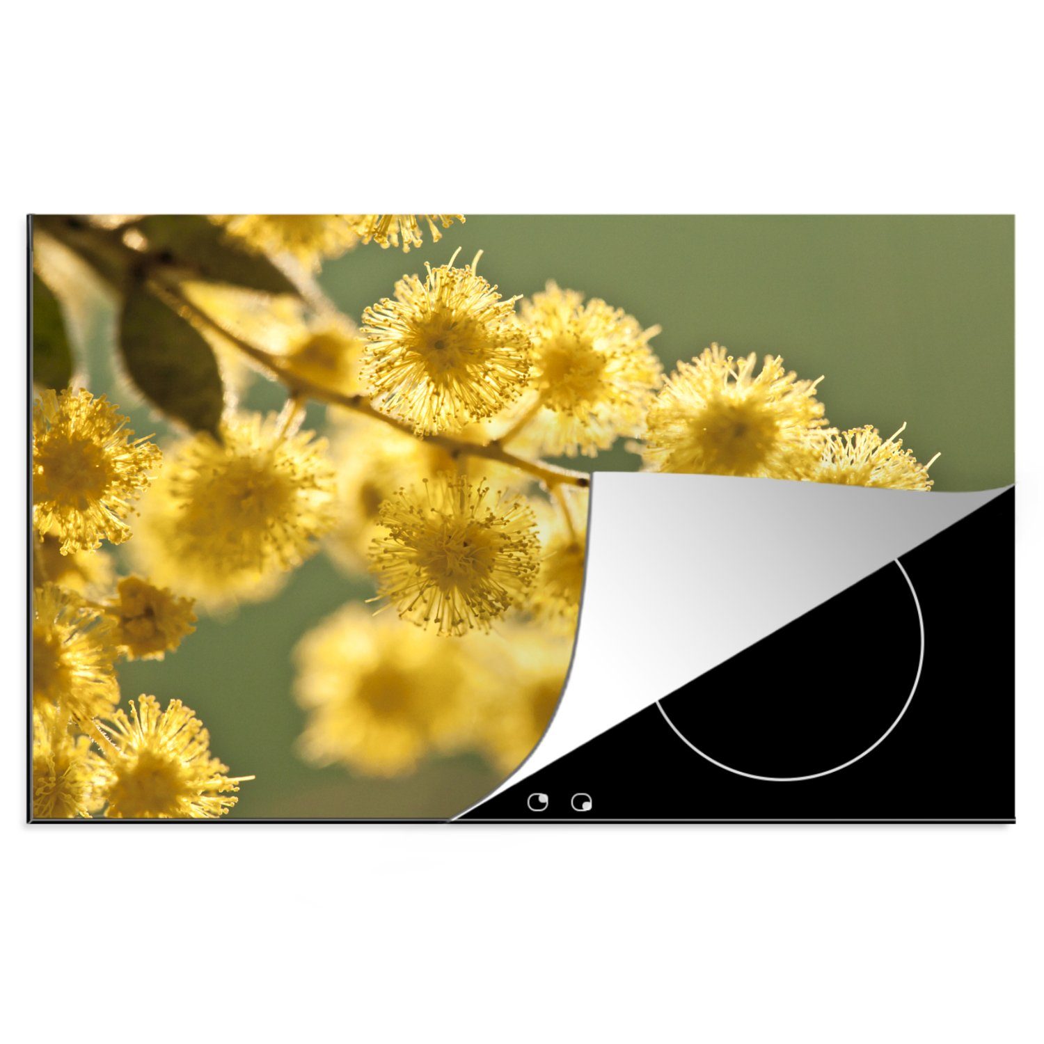MuchoWow Herdblende-/Abdeckplatte Nahaufnahme von gelben Akazienblüten vor einem grünen Hintergrund, Vinyl, (1 tlg), 81x52 cm, Induktionskochfeld Schutz für die küche, Ceranfeldabdeckung