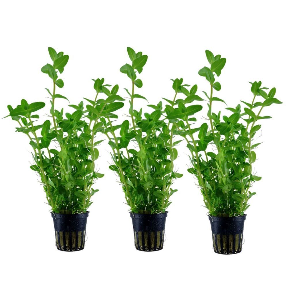 Aquaone Wasserpflanze Aquarium Pflanze 3 Stück Bacopa caroliniana Wasserpflanze Nr.343 Set