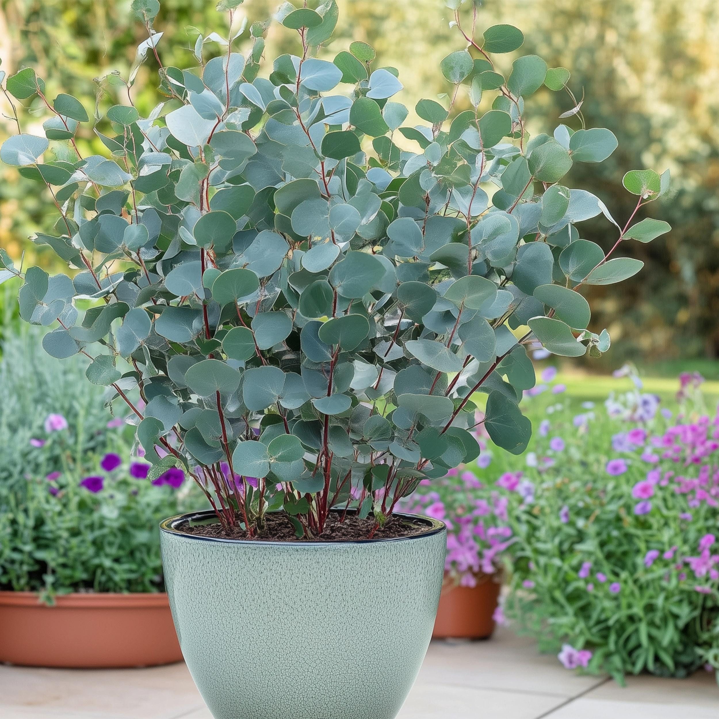 Exotenherz Kübelpflanzen Eukalyptus Eucalyptus gunni 2er Set winterhart 14cm Topf Höhe 30cm – Bild 3 von 5