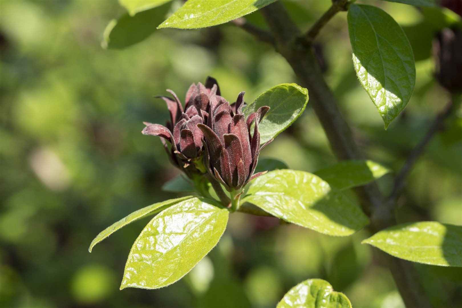 Pflanzen für Dich Gehölze Calycanthus floridus, 1 St., Gewürzstrauch, Carolina-Gewürzstrauch, Echter Gewürzstrauch