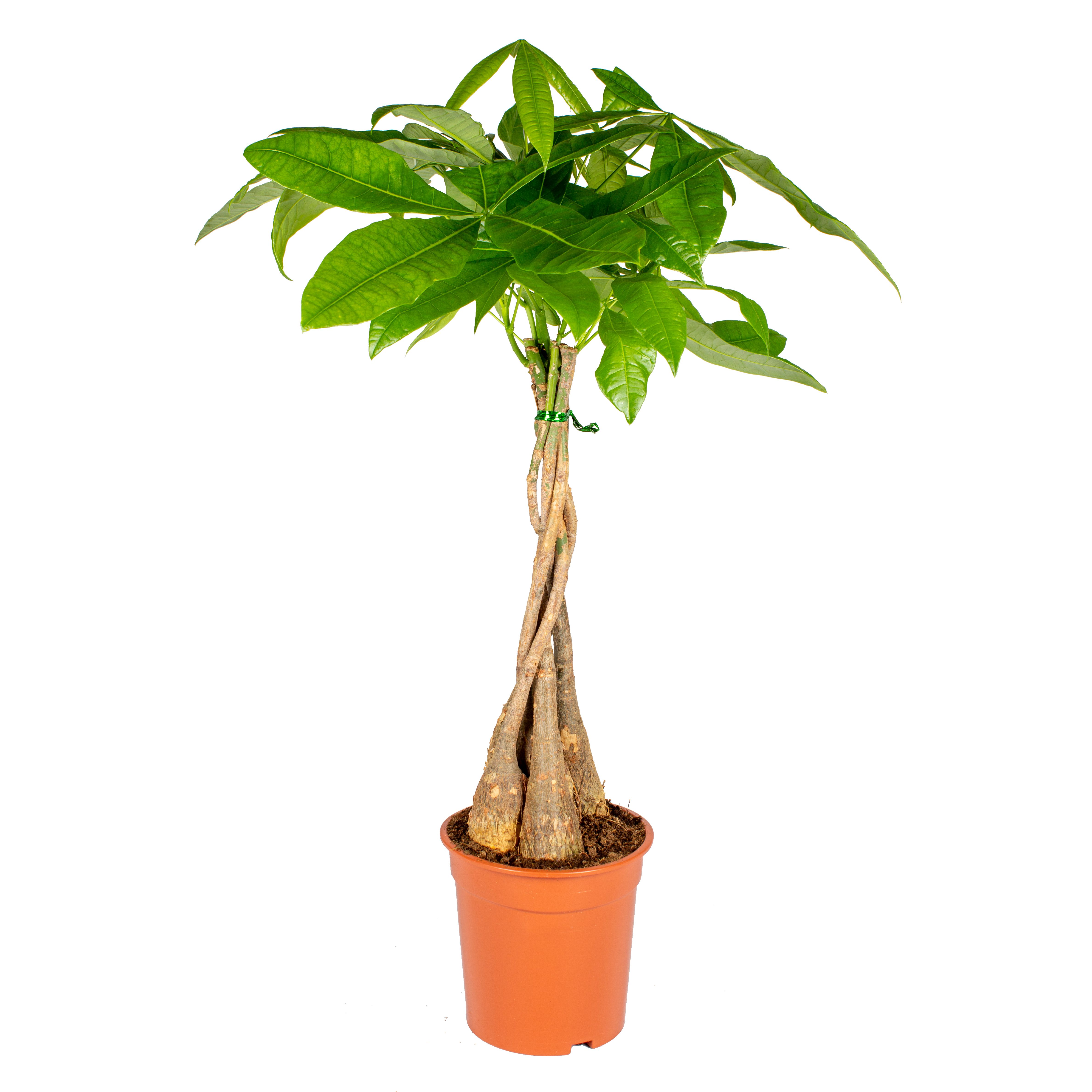 Bloomique Zimmerpflanze Pachira Aquatica, Glückskastanie, Zimmerpflanze, 50-60 cm, Topf 17 cm, 1 St.