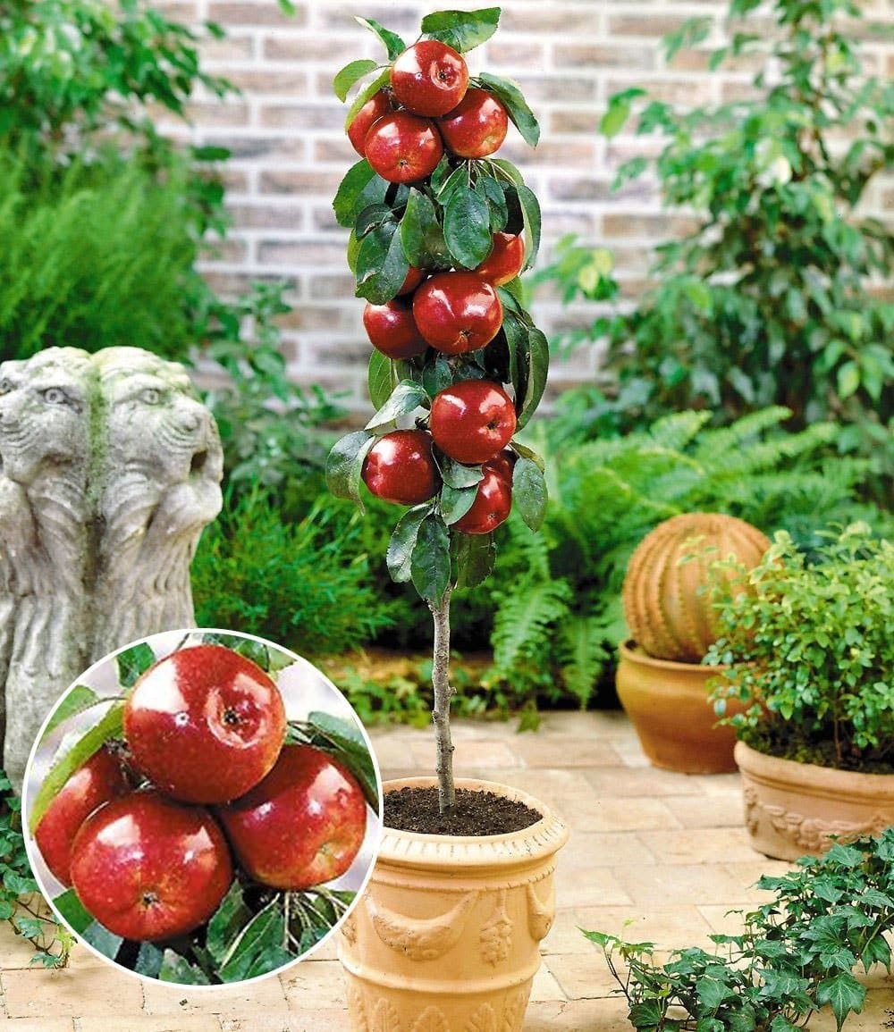 BALDUR Garten Obstpflanze Befruchtersorte Apfel 'Gala', 1 St., Spalier, ertragreich, winterhart, mehrjährig, pflegeleicht