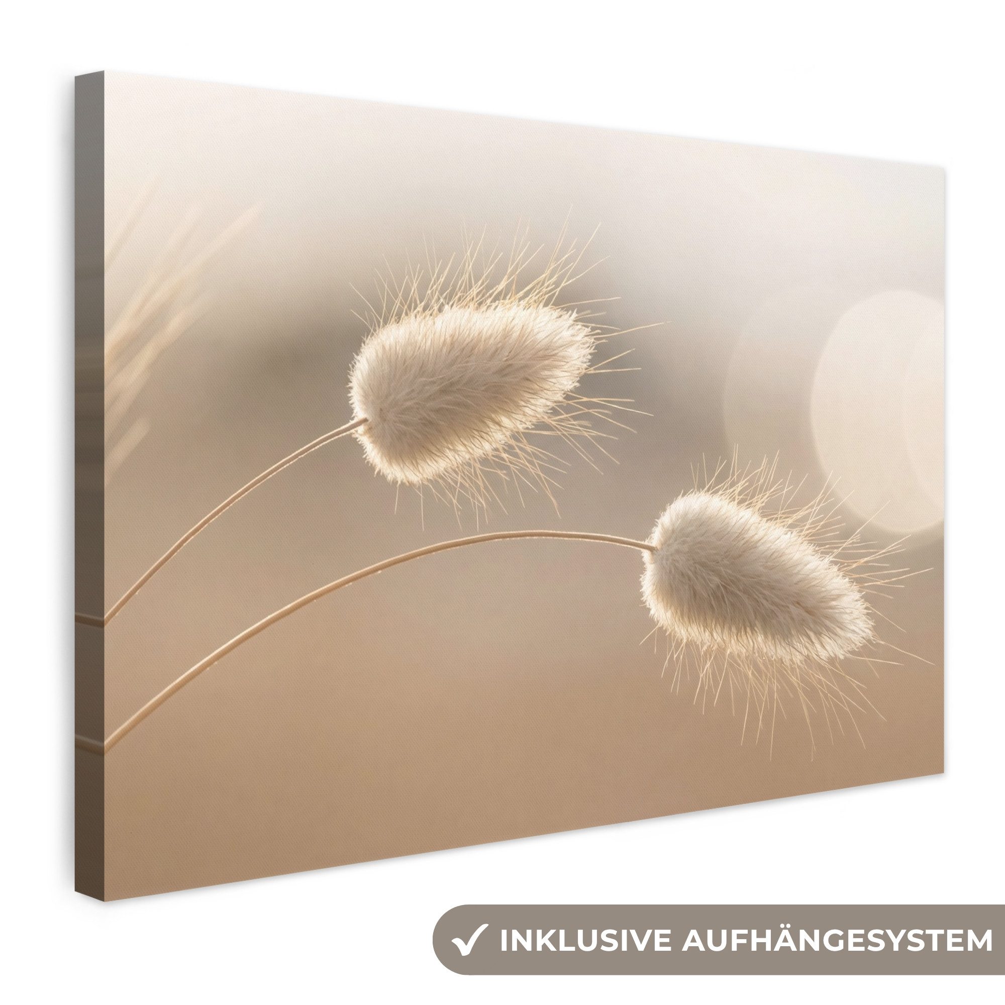 OneMillionCanvasses® Leinwandbild Dunstschwanzgras - Grannenhaare - Sonnenlicht, Fotodruck (1 St), Leinwand Bilder Klein, Wand Dekoration Aesthetic 30x20 cm