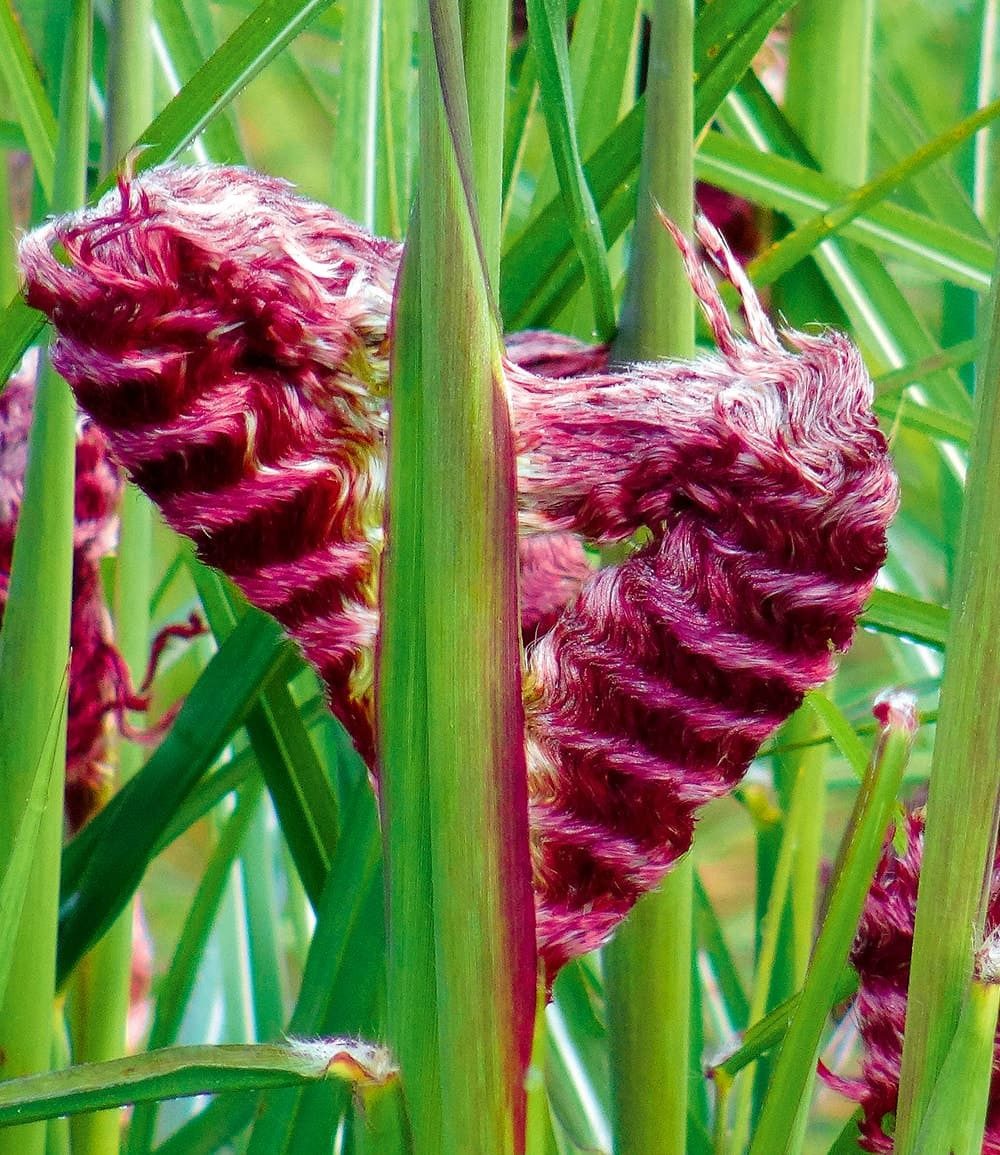 BALDUR Garten Gräser Miscanthus 'Boucle®', 1 St., Herbstfärbung, winterhart, mehrjährig, pflegeleicht