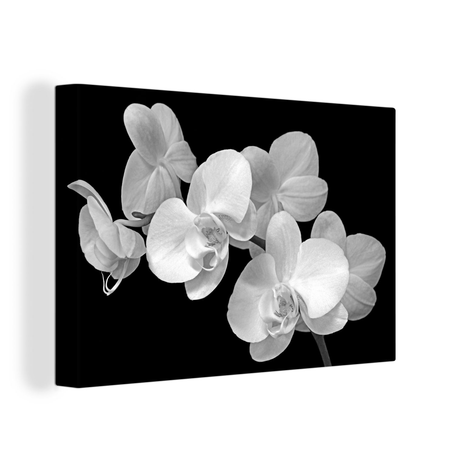 OneMillionCanvasses® Leinwandbild Eine Nahaufnahme von Orchideen auf schwarzem Hintergrund -, (1 St), Wandbild für alle Wohnbereiche, Gemälde, XXL, großes, 120x80 cm