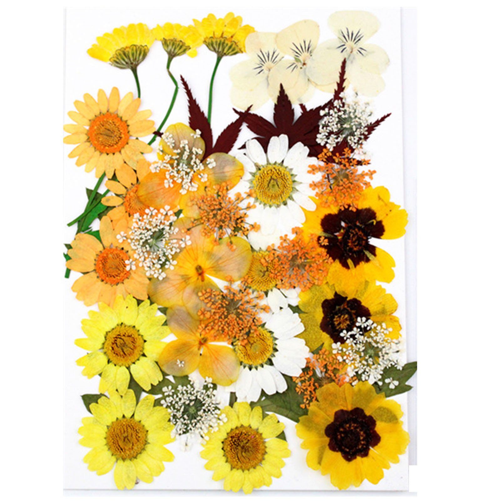 Trockenblume DIY Trockenblumen-Material-Set, Modische Gepresste Blumen, Pflanzen, Blusmart, Trockenblume orangeI
