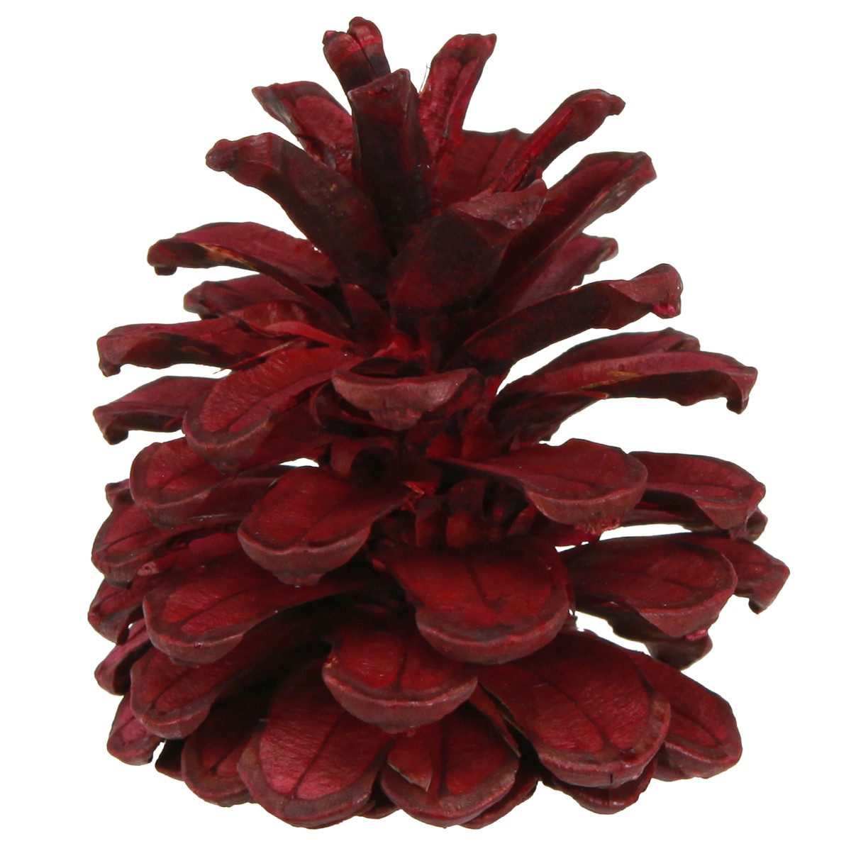 Trockenblume Schwarzkiefern Deko Zapfen Rot Bordeaux 6-8cm Weihnachten 6 Stk, 6, Viana, Höhe 8 cm