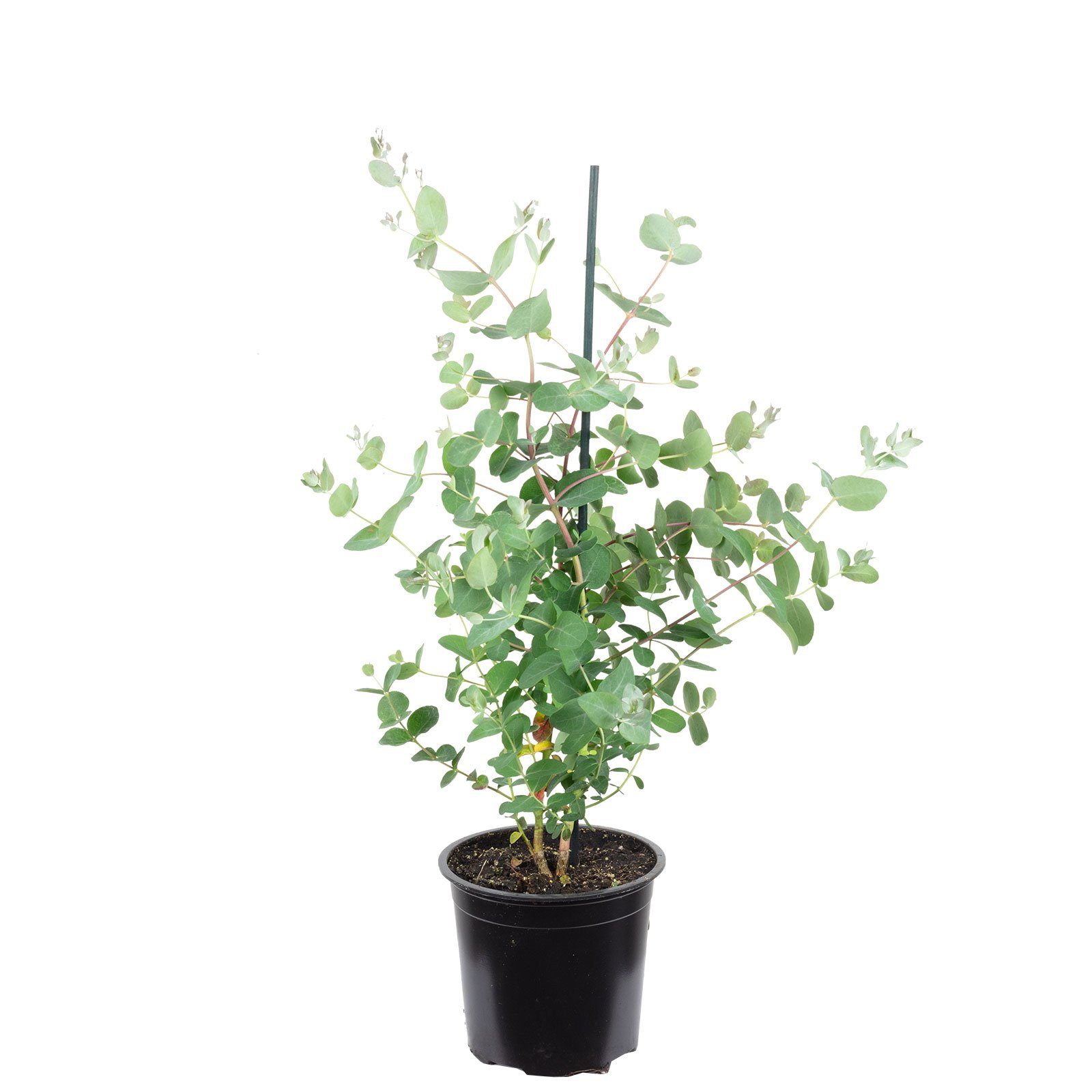 Flowerbox Zimmerpflanze Eukalyptus - Eucalyptus gunnii, - Höhe ca. 50 cm, Topf-Ø 13 cm. € 24,99