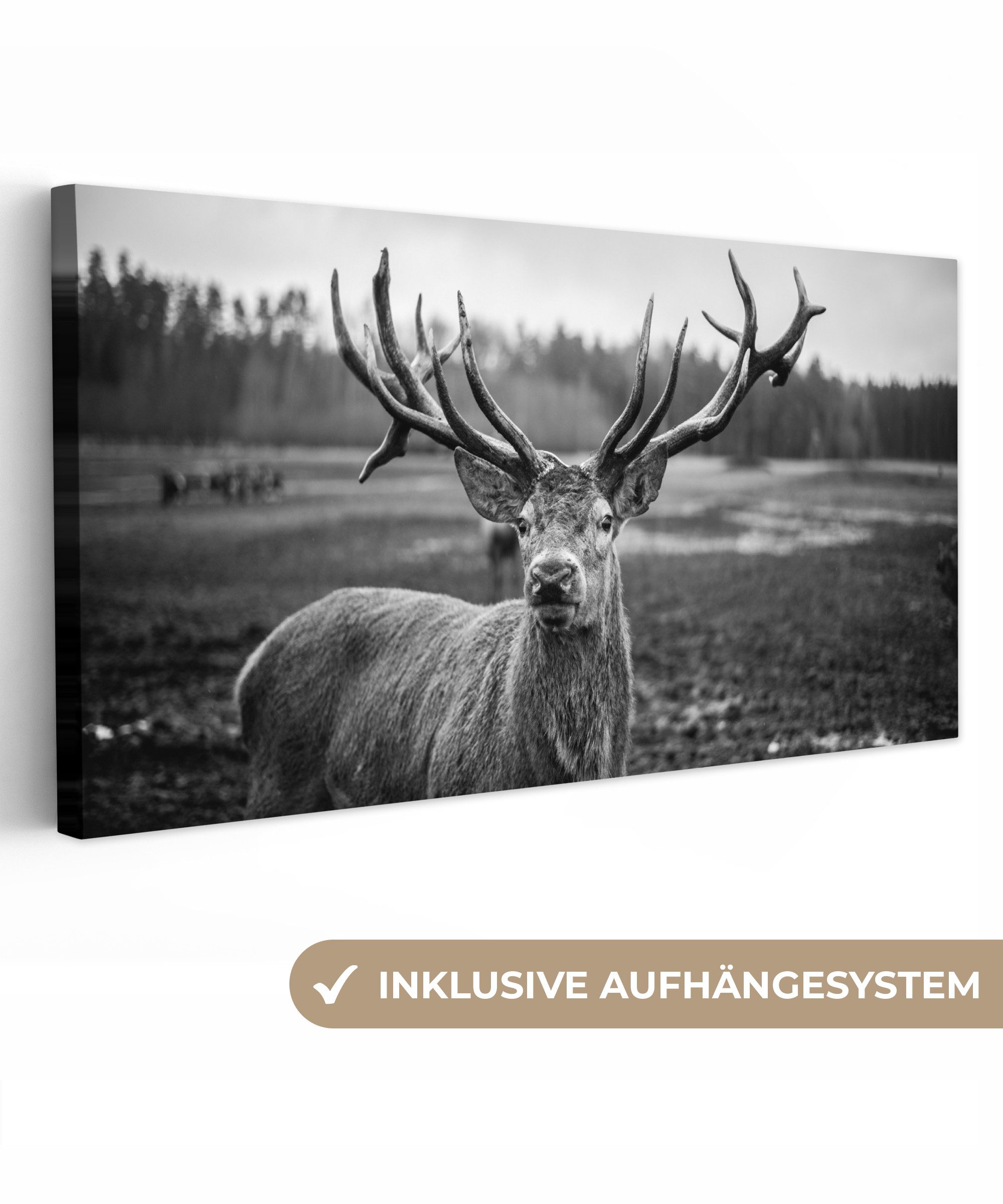 OneMillionCanvasses® Leinwandbild Panorama Tiere - Hirsch günstig online kaufen