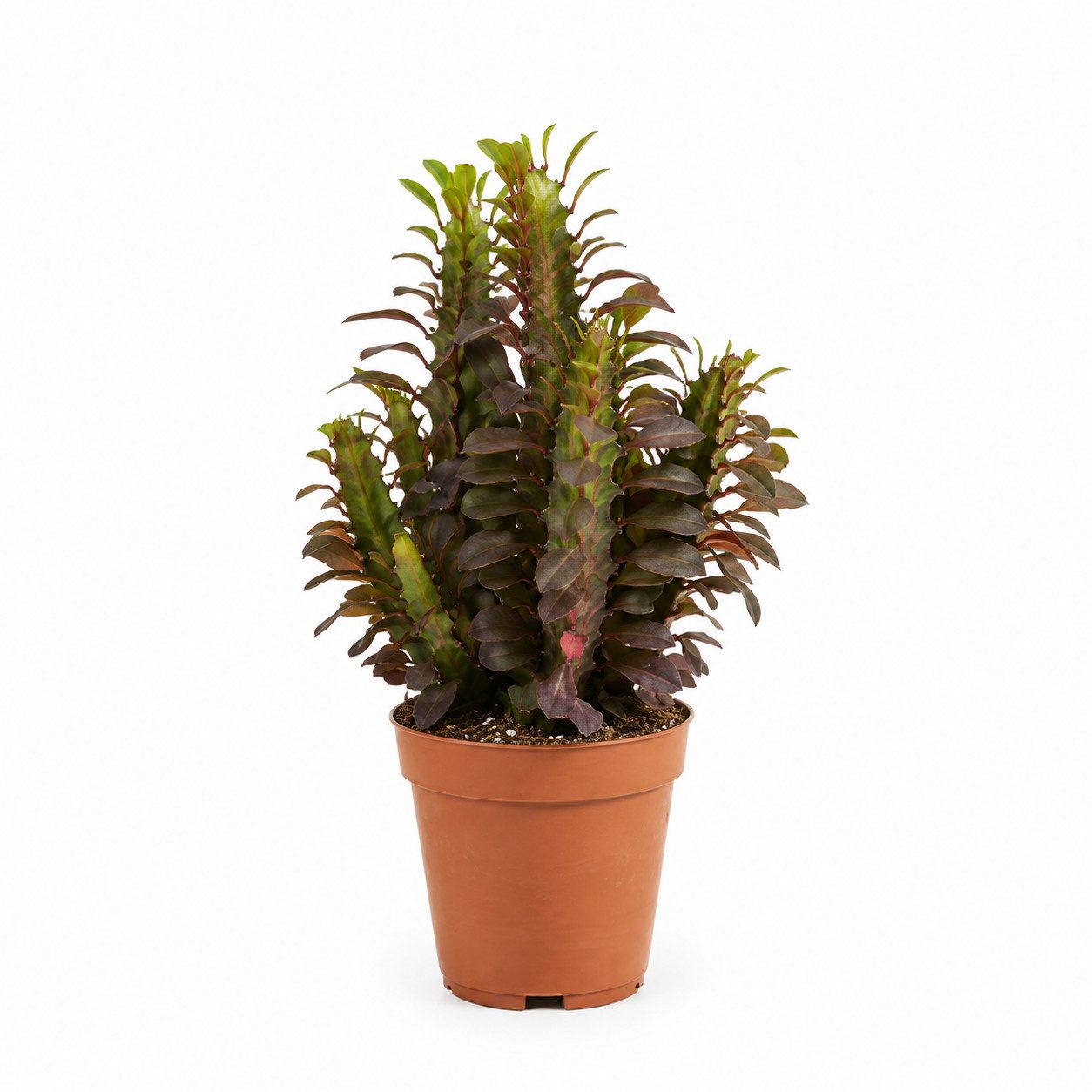 Bloomique Kaktus Bloomique – Euphorbia trigona rubra – Afrikanischer Milchbaum – Sukkul, 1 St.