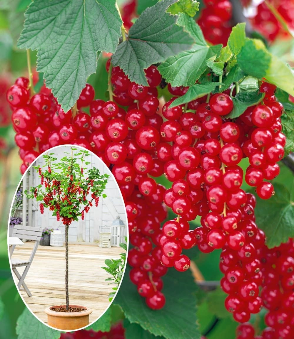 BALDUR Garten Obstpflanze Johannisbeere-Stämmchen 'Rote Rovada®', 1 St., Johanisbeere,winterhart, mehrjährig, pflegeleicht, robust