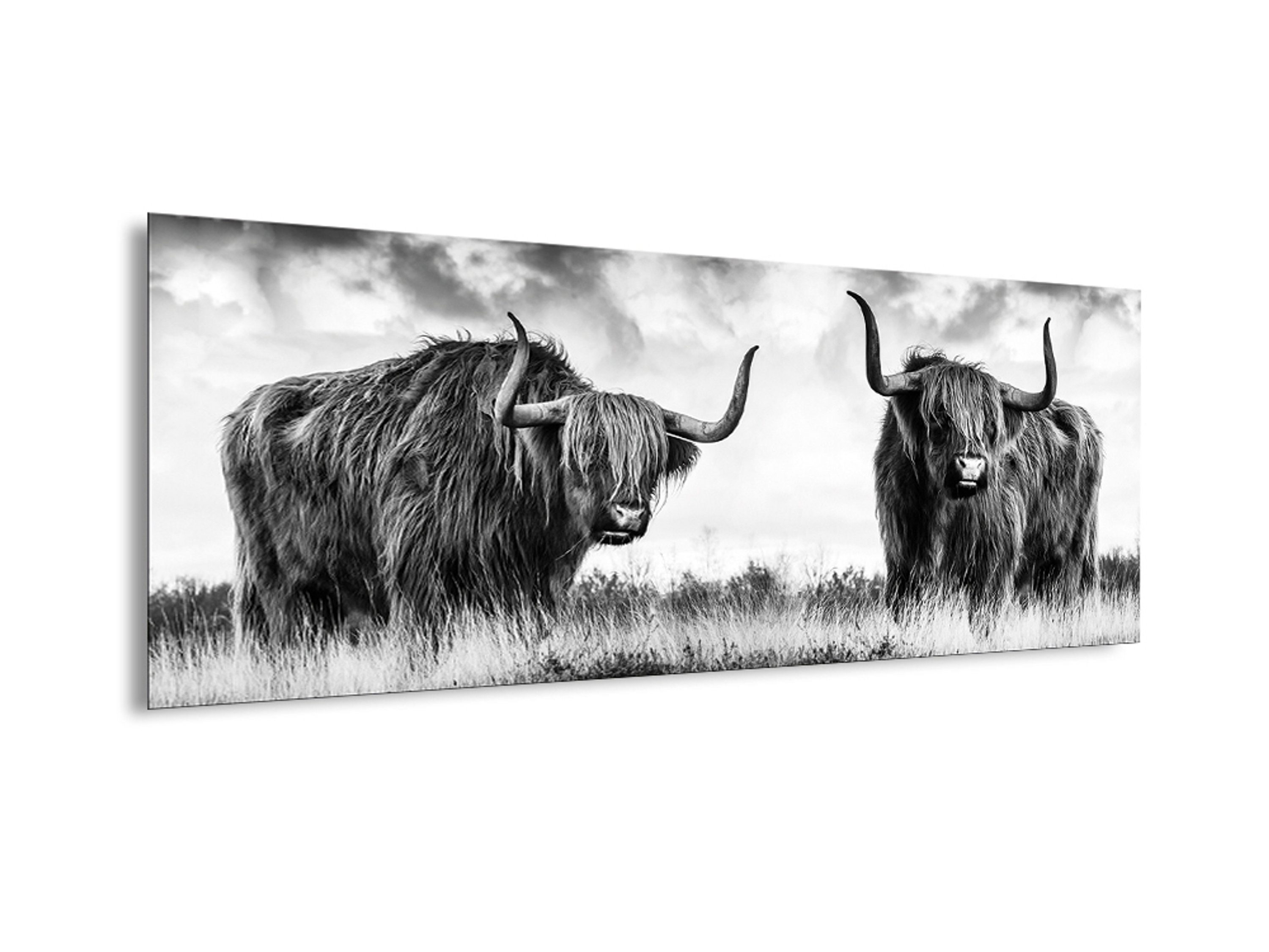Foto Bild Hochlandrind modern schwarz-weiß Glasbild Tier-Fotografie: Kühe artissimo 80x30cm Glasbild Kuh,
