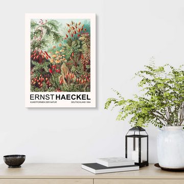 Posterlounge Forex-Bild Ernst Haeckel, Kunstformen Der Natur - Muscinae Laubmoose, Wohnzimmer Malerei